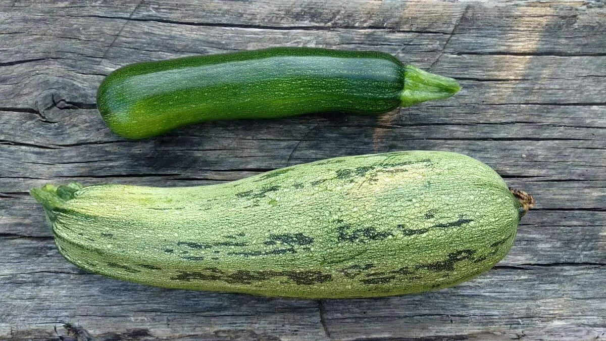 What To Do With Overgrown Courgette 7 Easy Recipes For Using Giant Zucchini Pro Family Chef