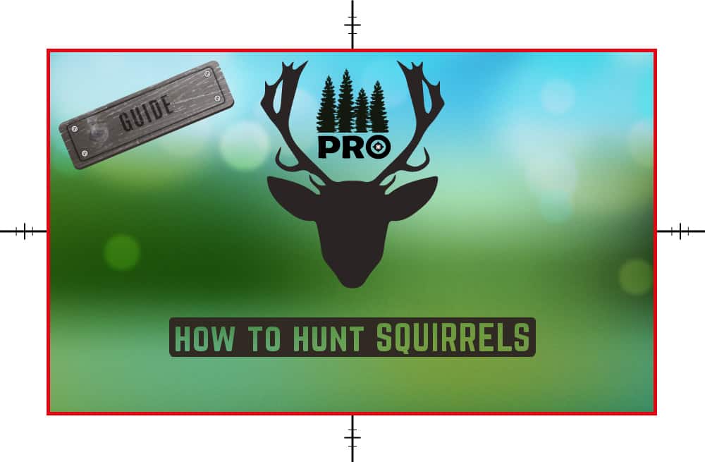 How to Hunt Squirrel 6 Easy Steps Squirrel Hunting Tips