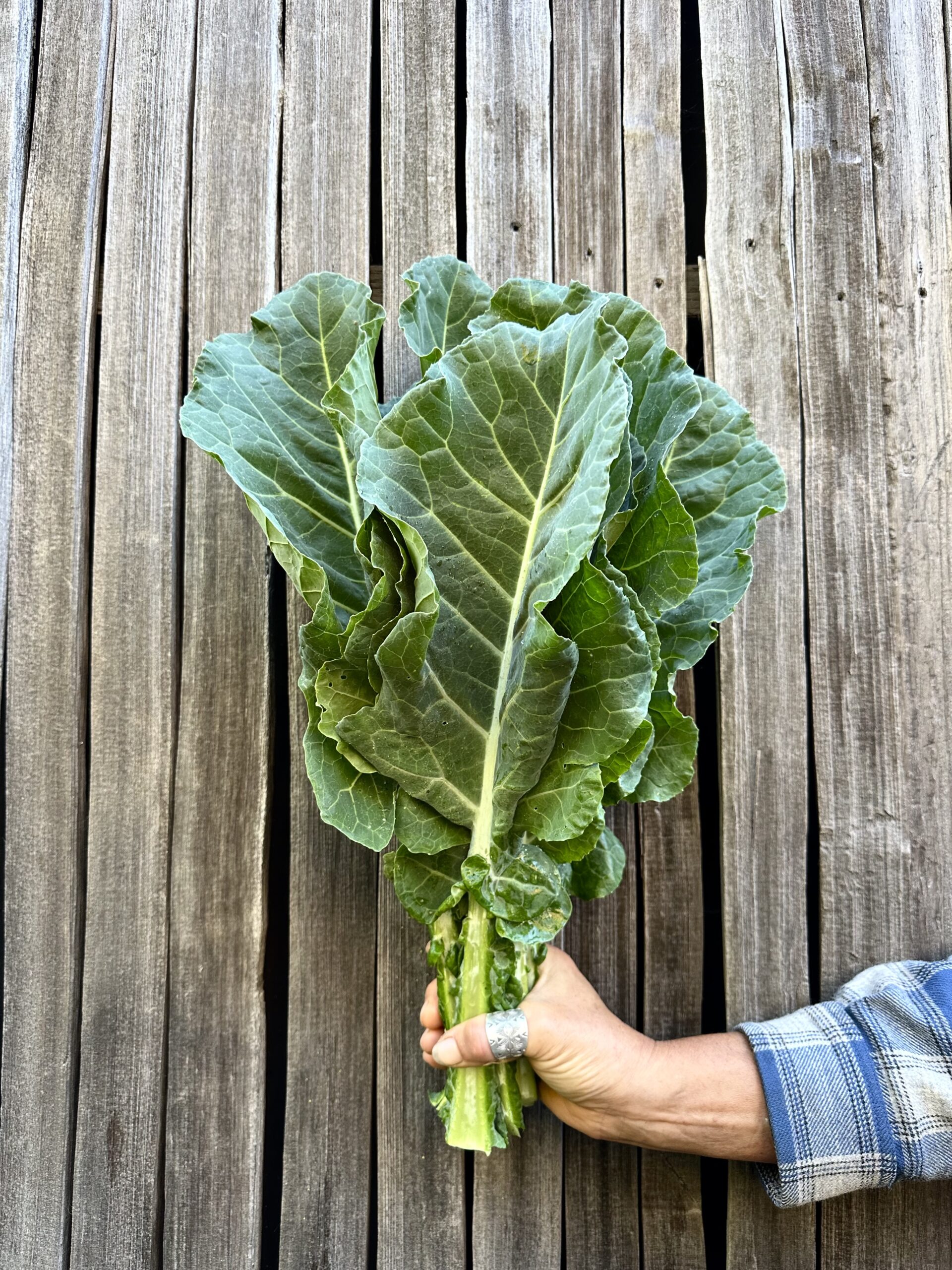 Merritt Tree Collard Greens