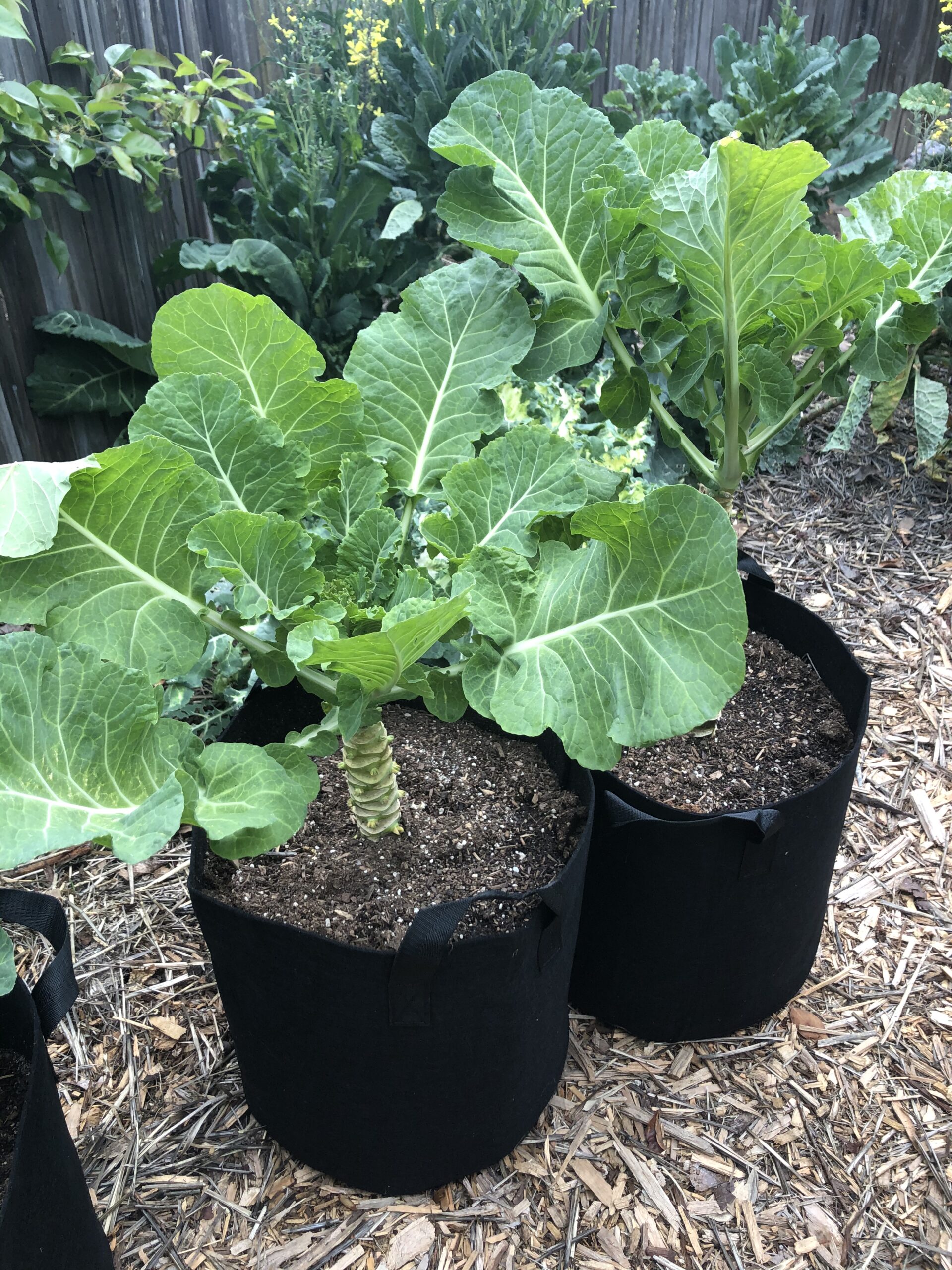 Merritt Tree Collards In Pots