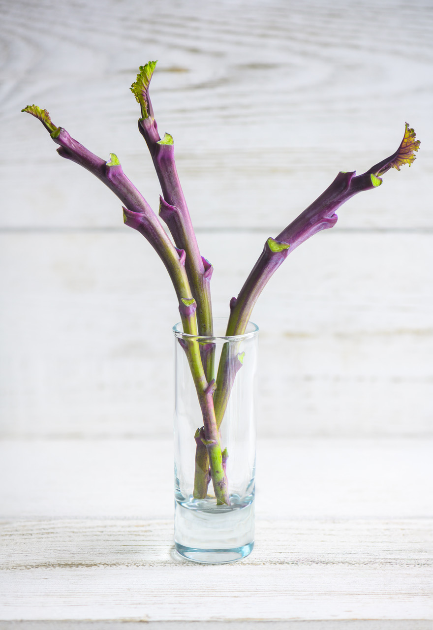 3 Purple Tree Collard Cuttings