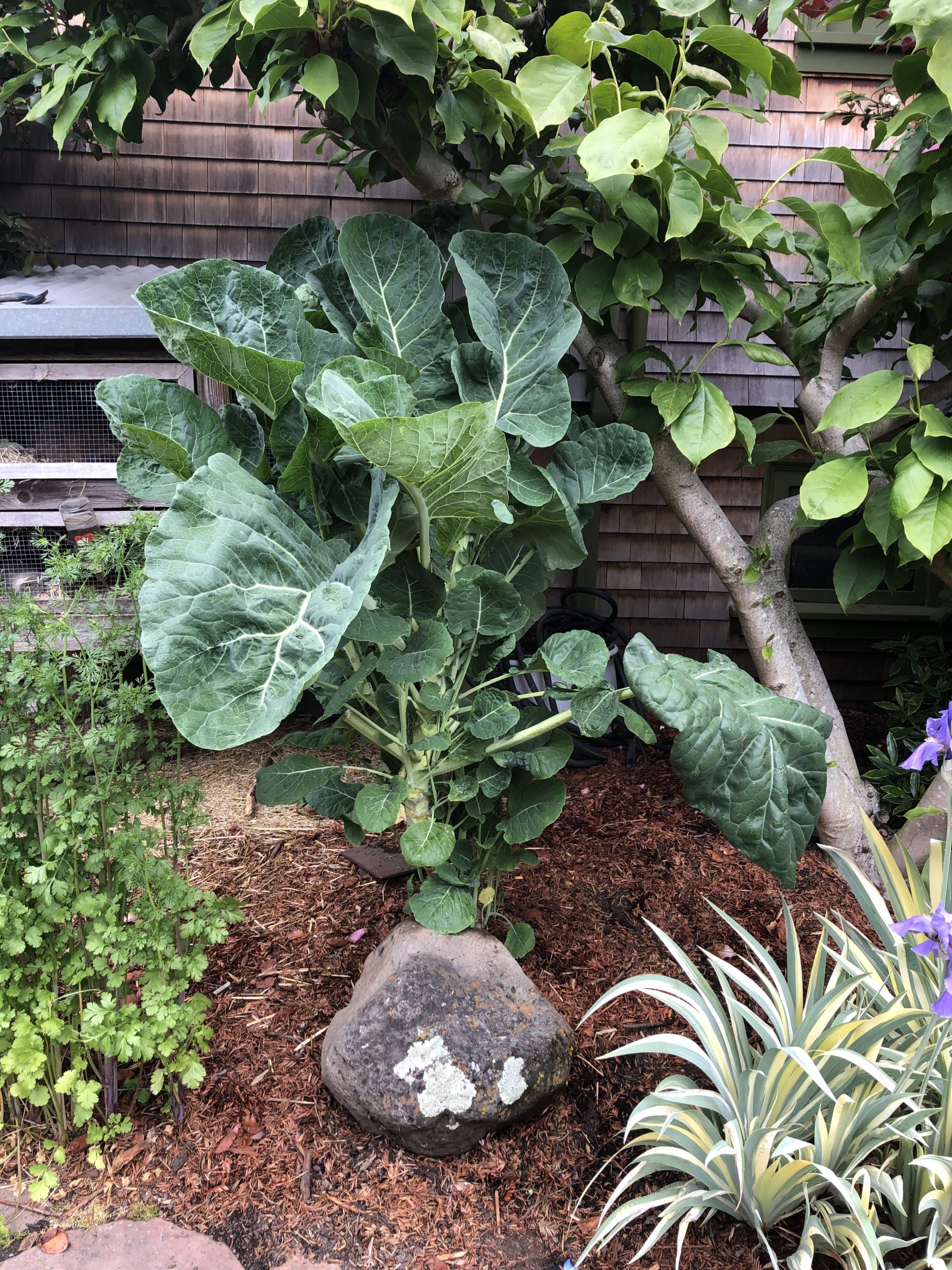 One Rooted Jolly Green Tree Collard Plant Project Tree Collard