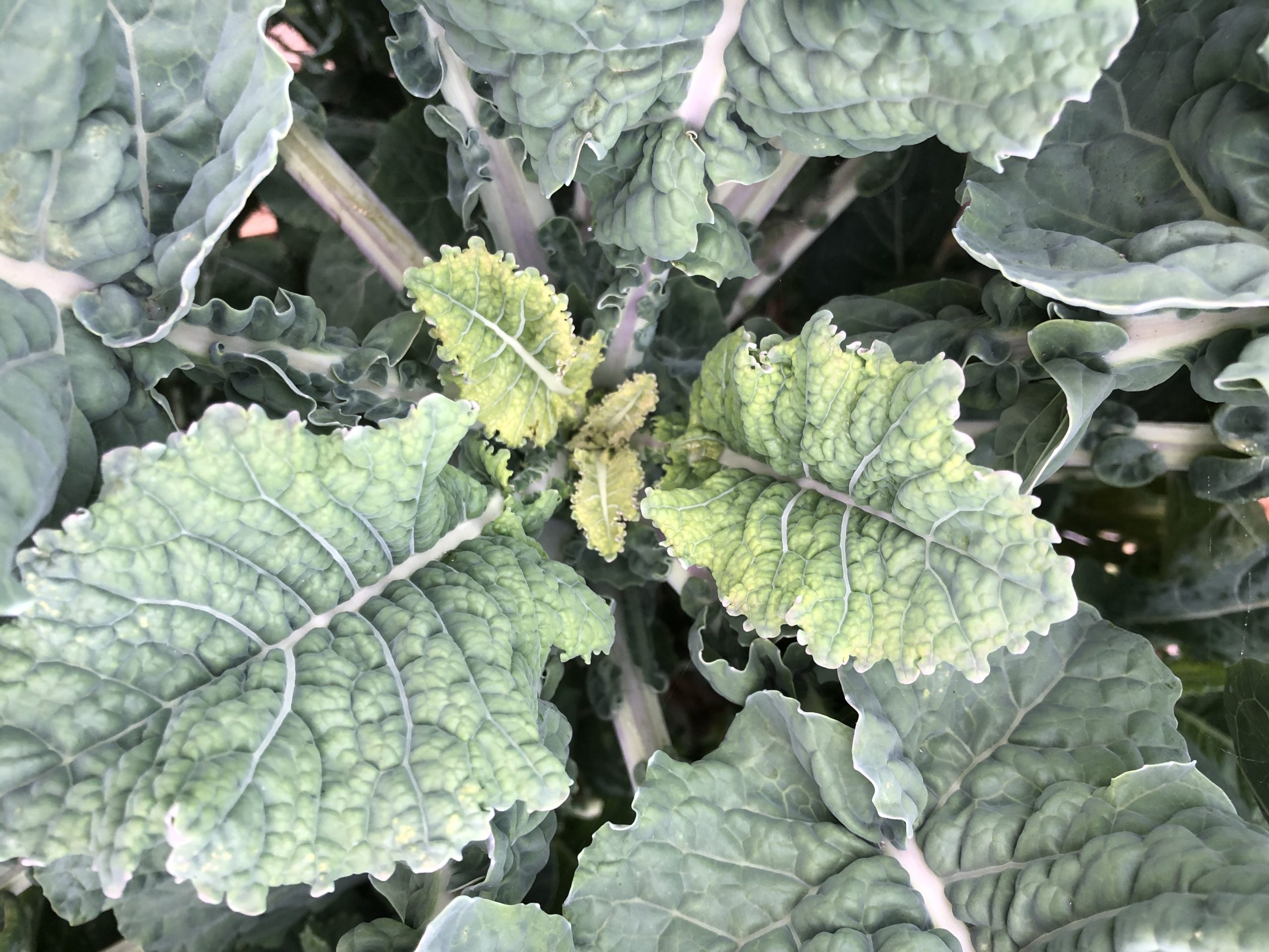Big Blue Tree Collard