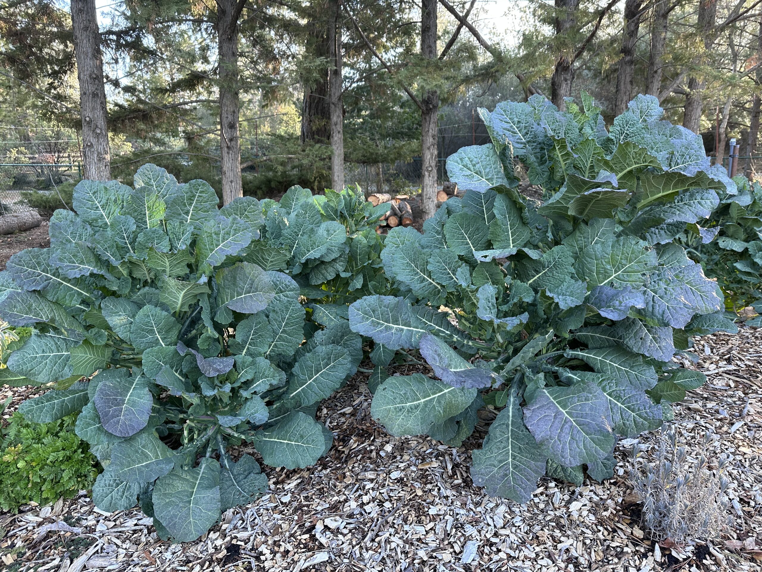 Big Blue Tree Collards in Garden