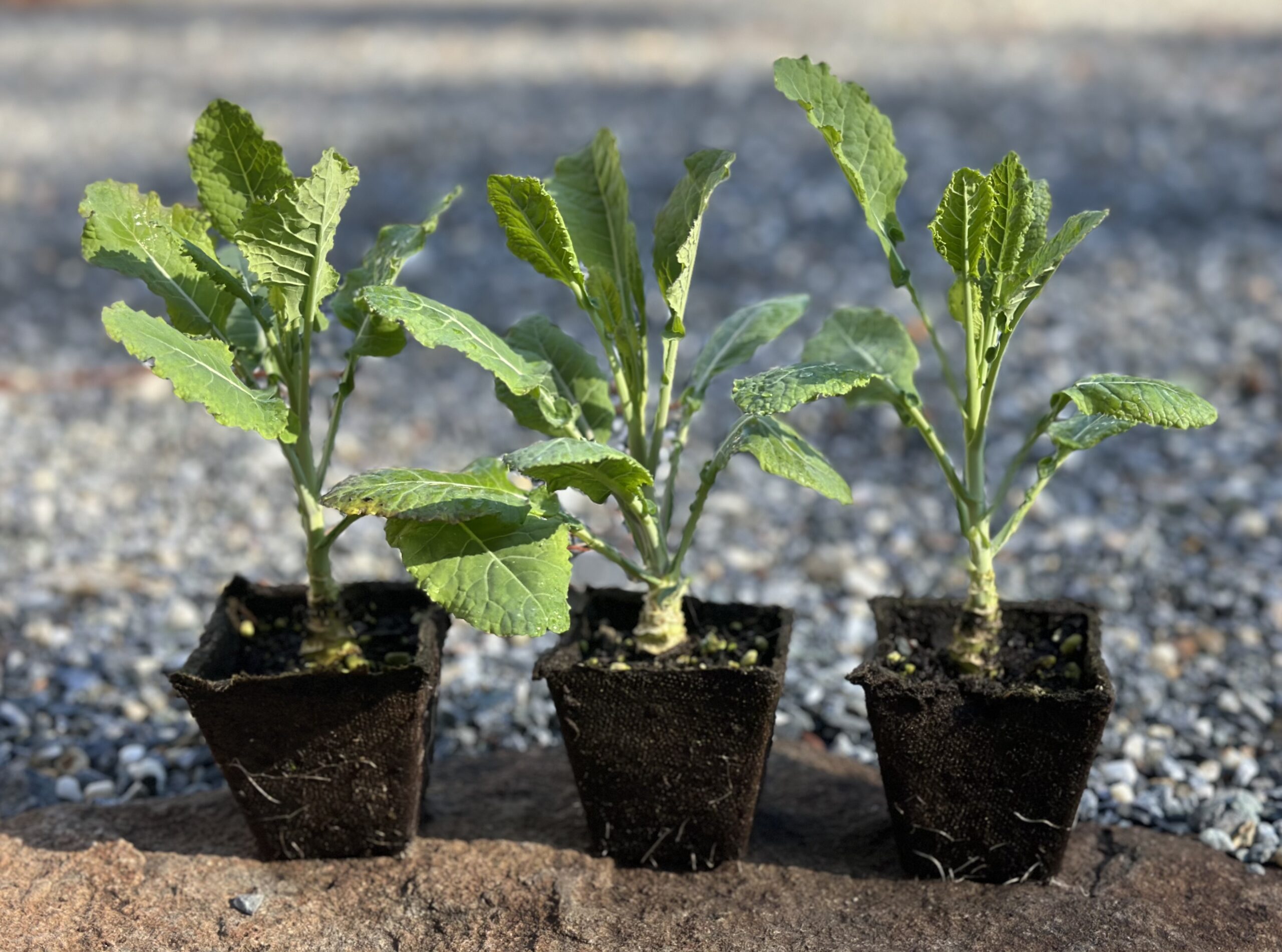 Three Rooted Big Blue Tree Collard Plants