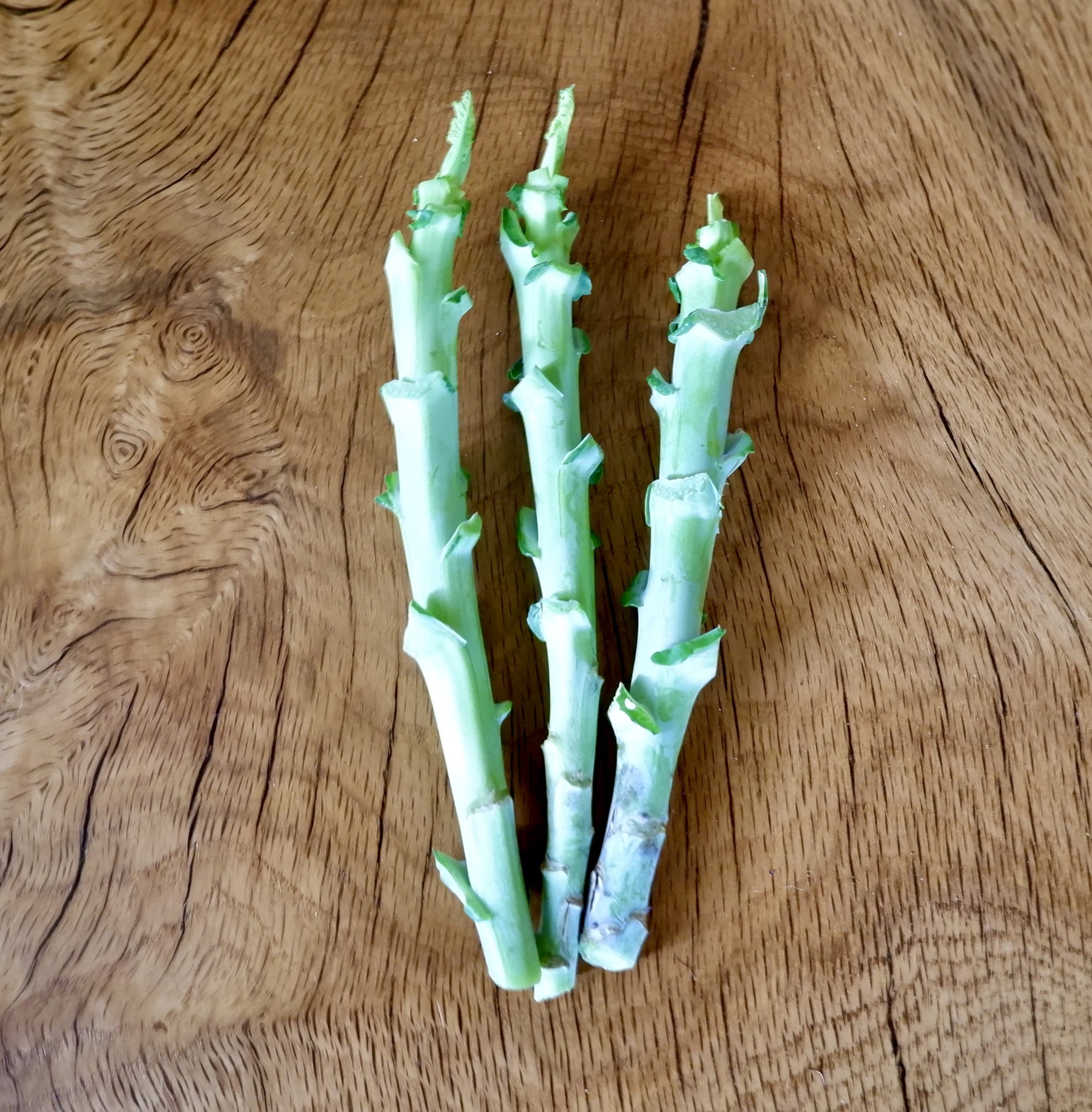 3BBcuttings 3 Big Blue Tree Collard Cuttings