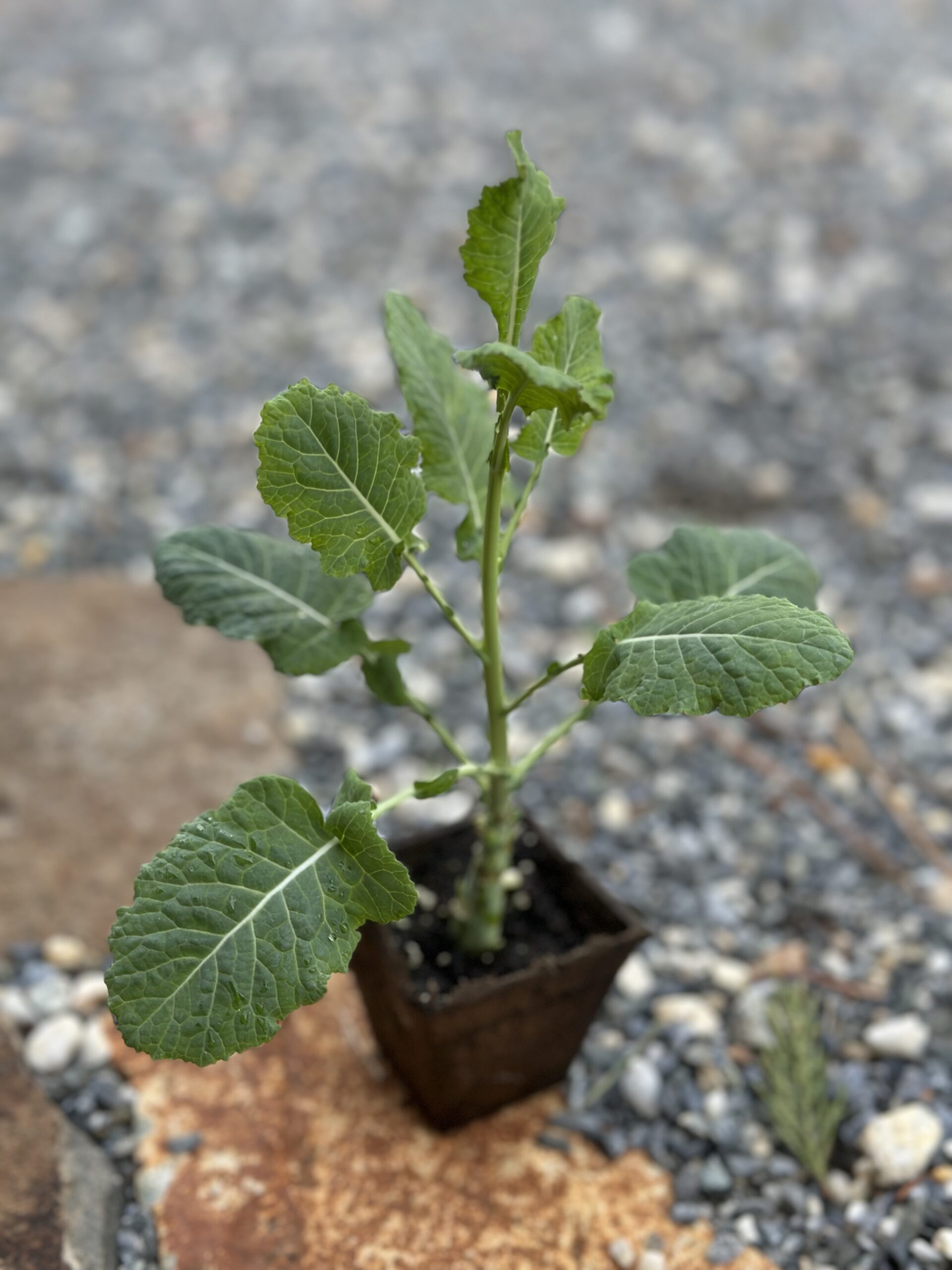 One Rooted Michigan Tree Collard Plant