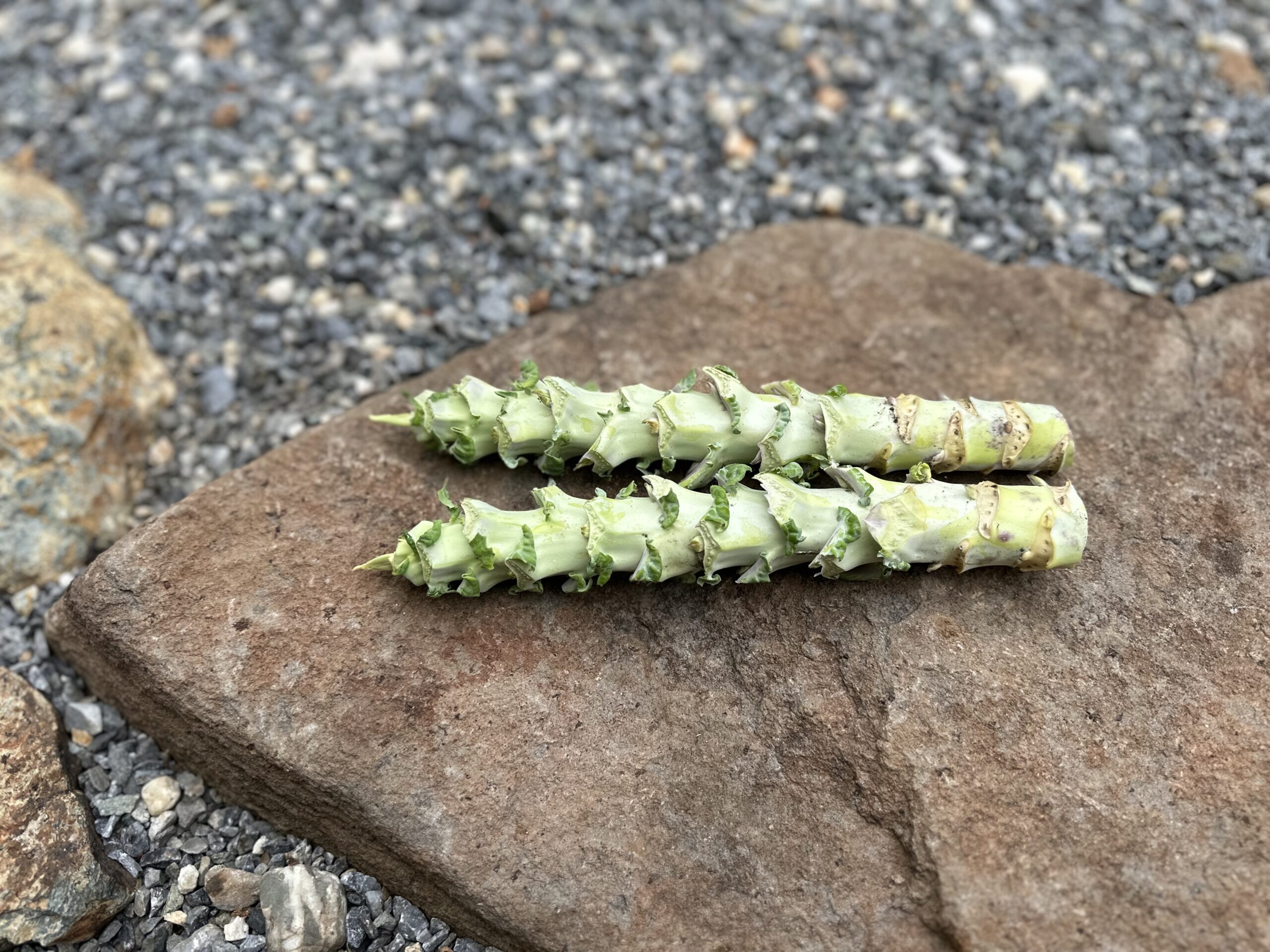 Two Large Big Blue Tree Collard Cuttings