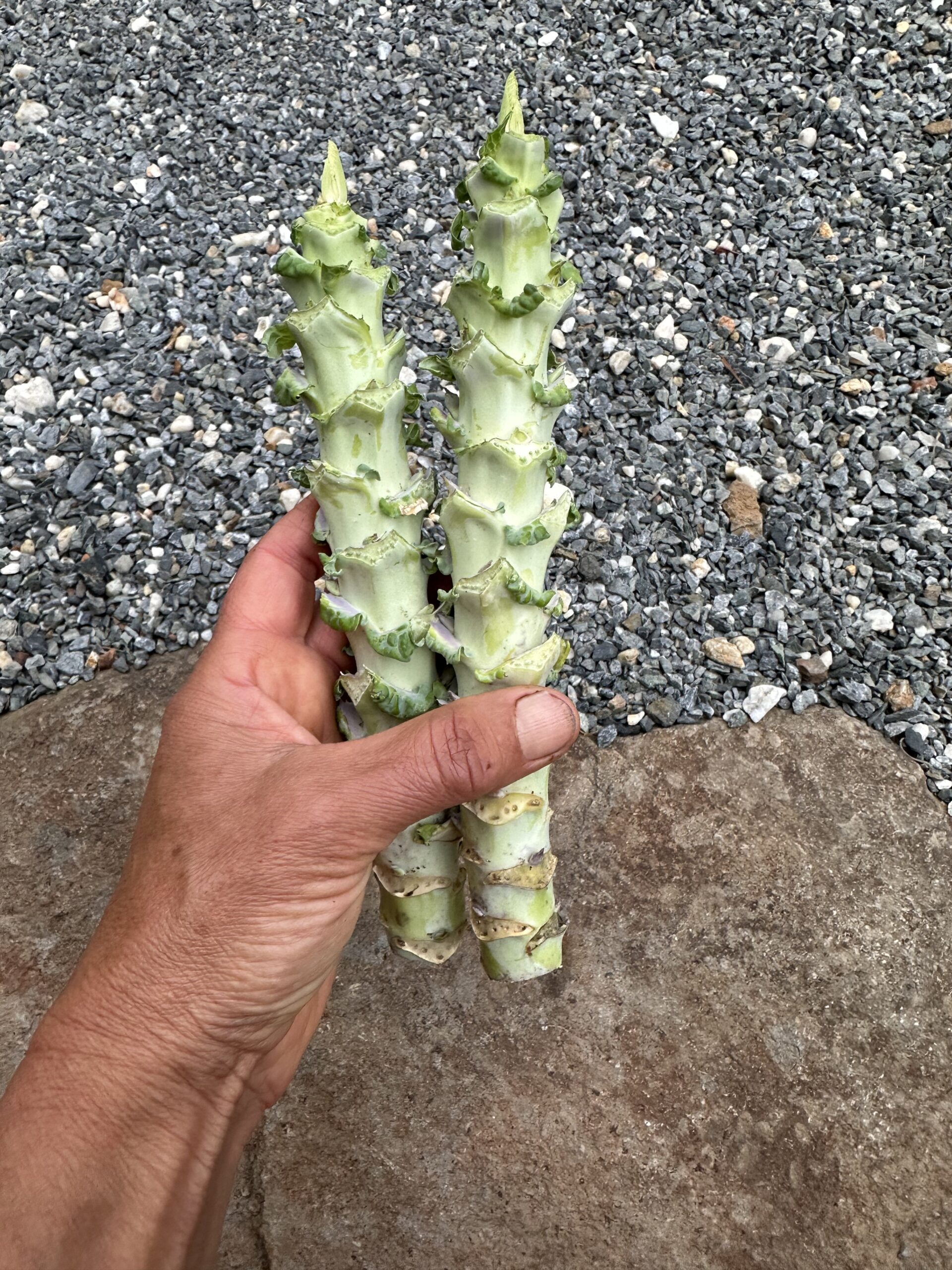 Two Large Big Blue Tree Collard Cuttings