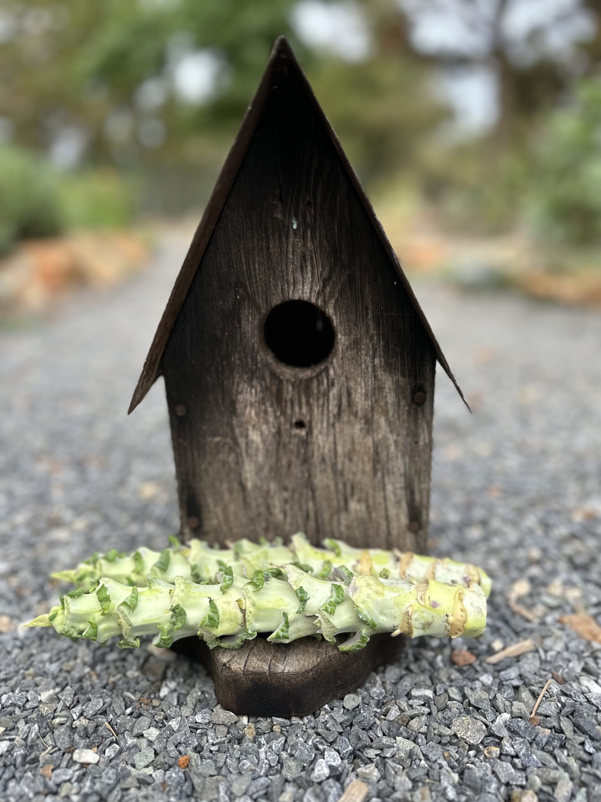 2 Large Big Blue Tree Collard Cuttings