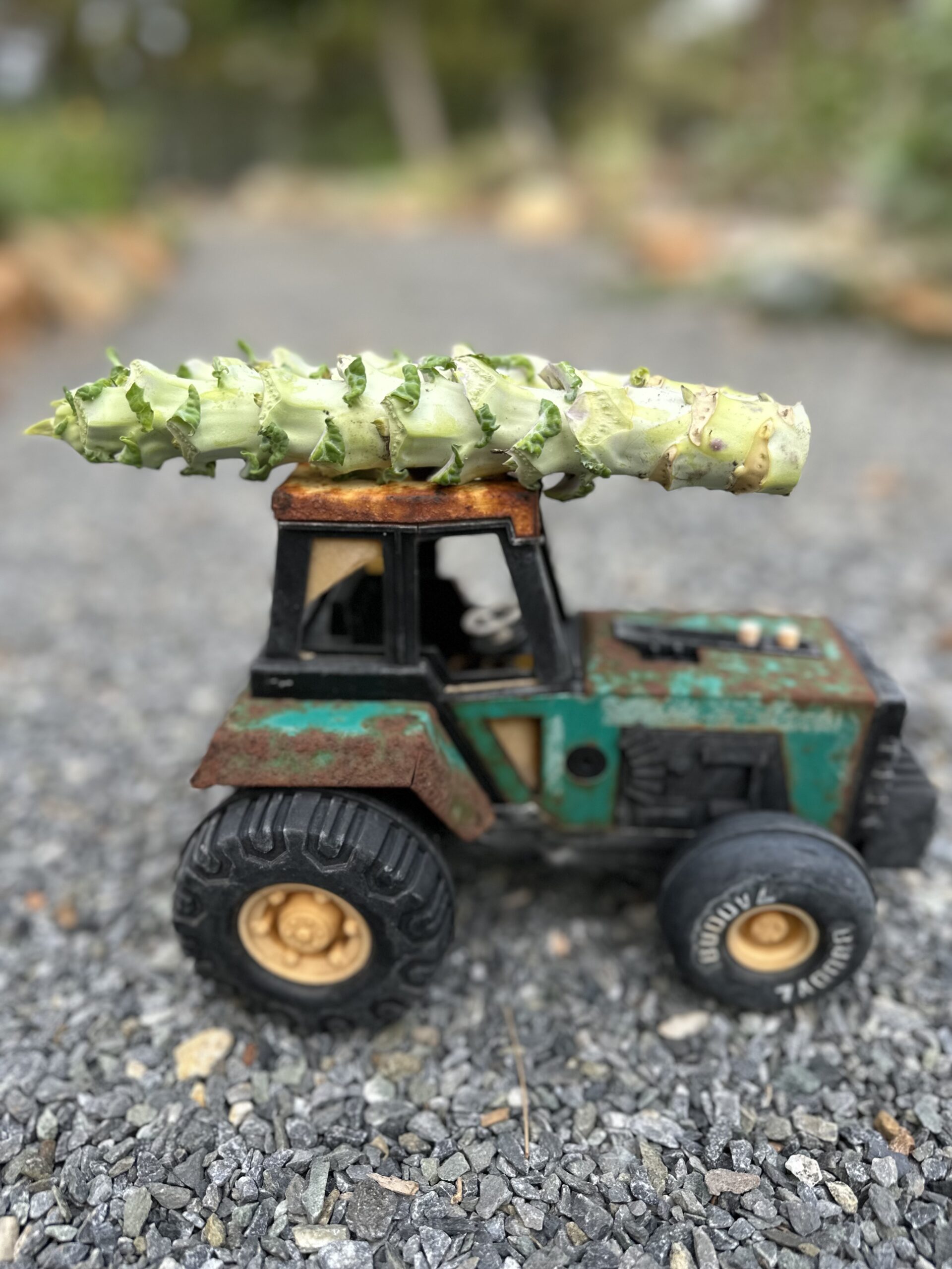 2 Large Big Blue Tree Collard Cuttings