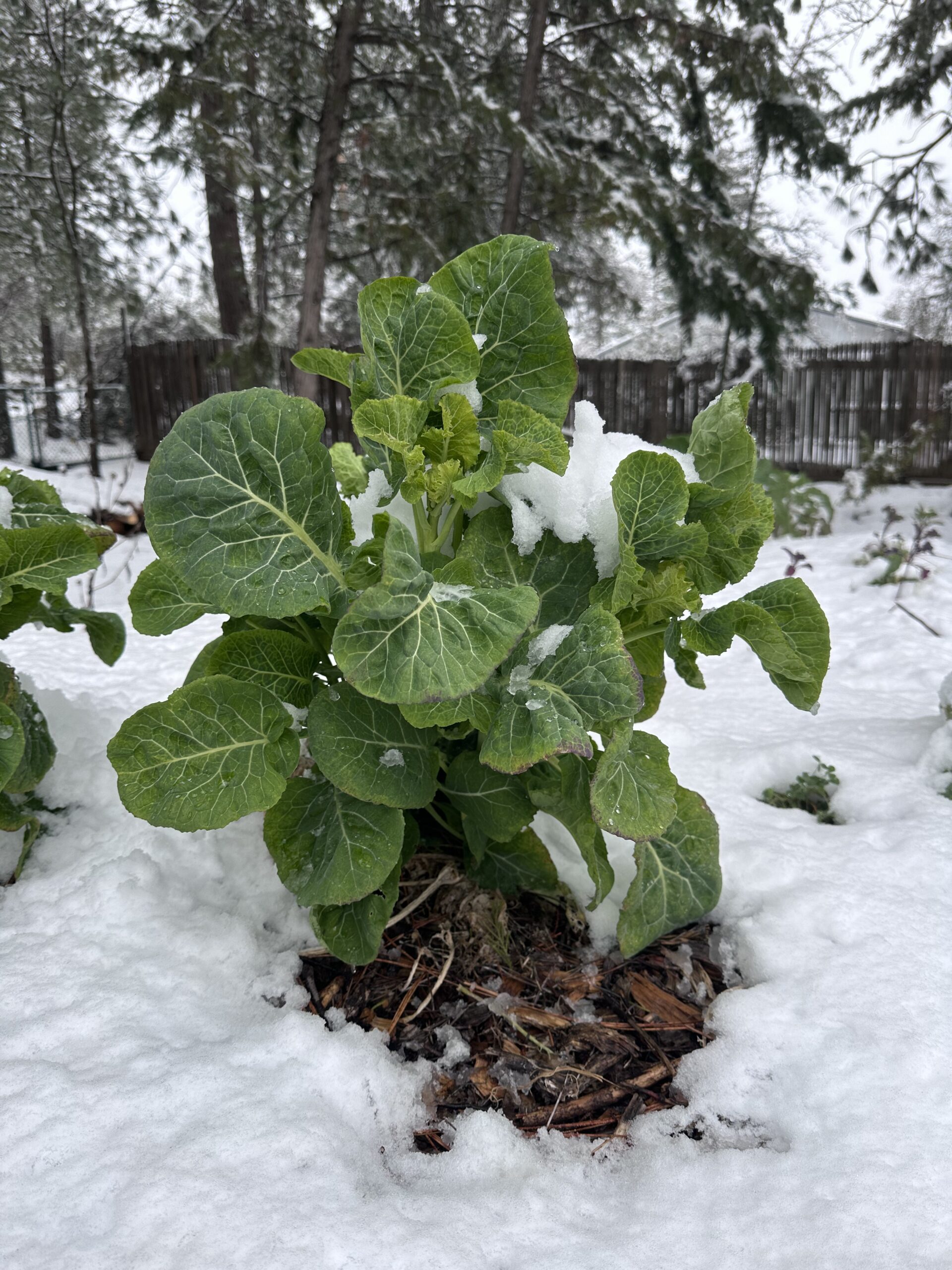 Green Queen Tree Collards In Snow