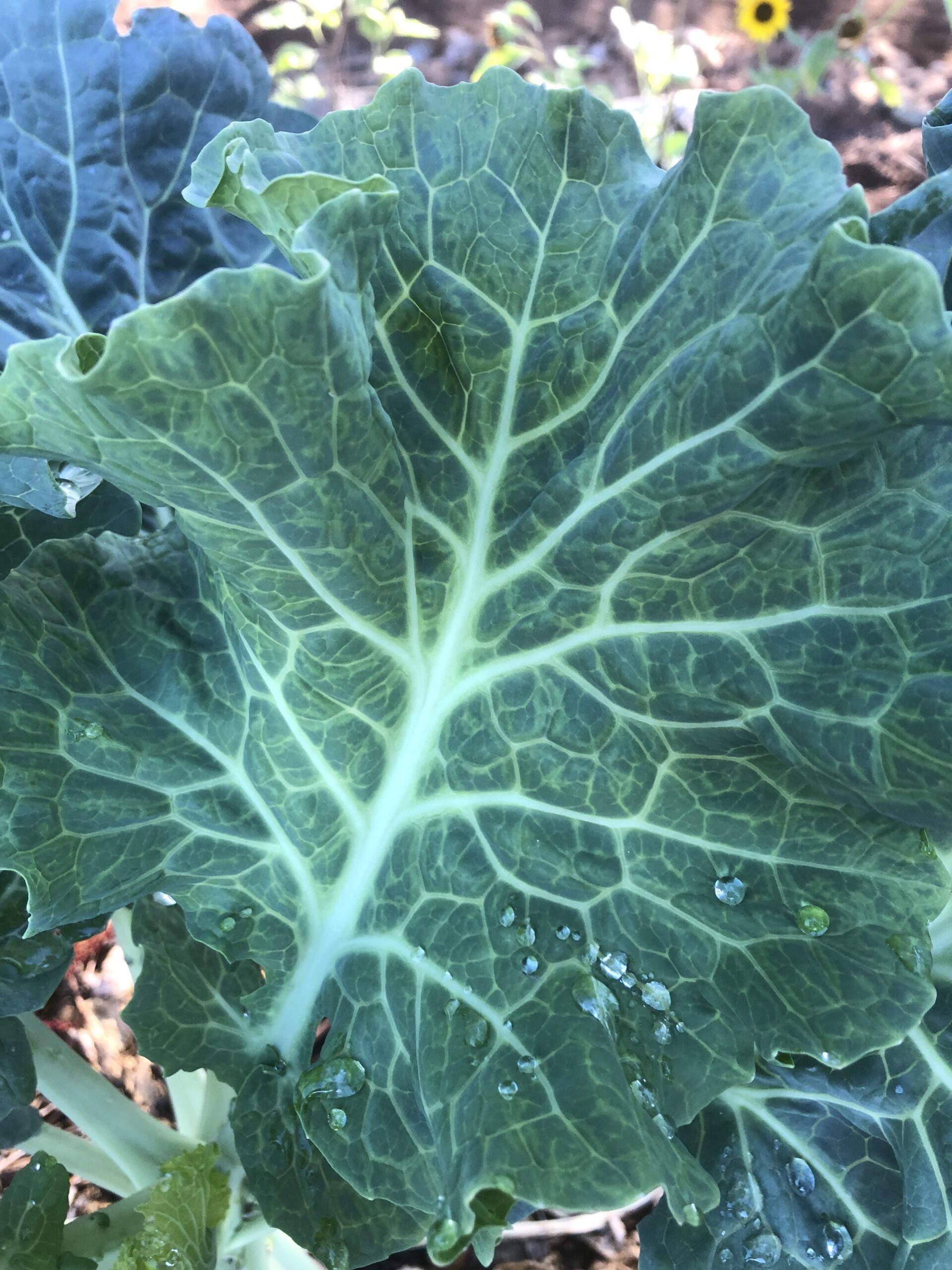 Closeup of Green Queen Tree Collard Leaf