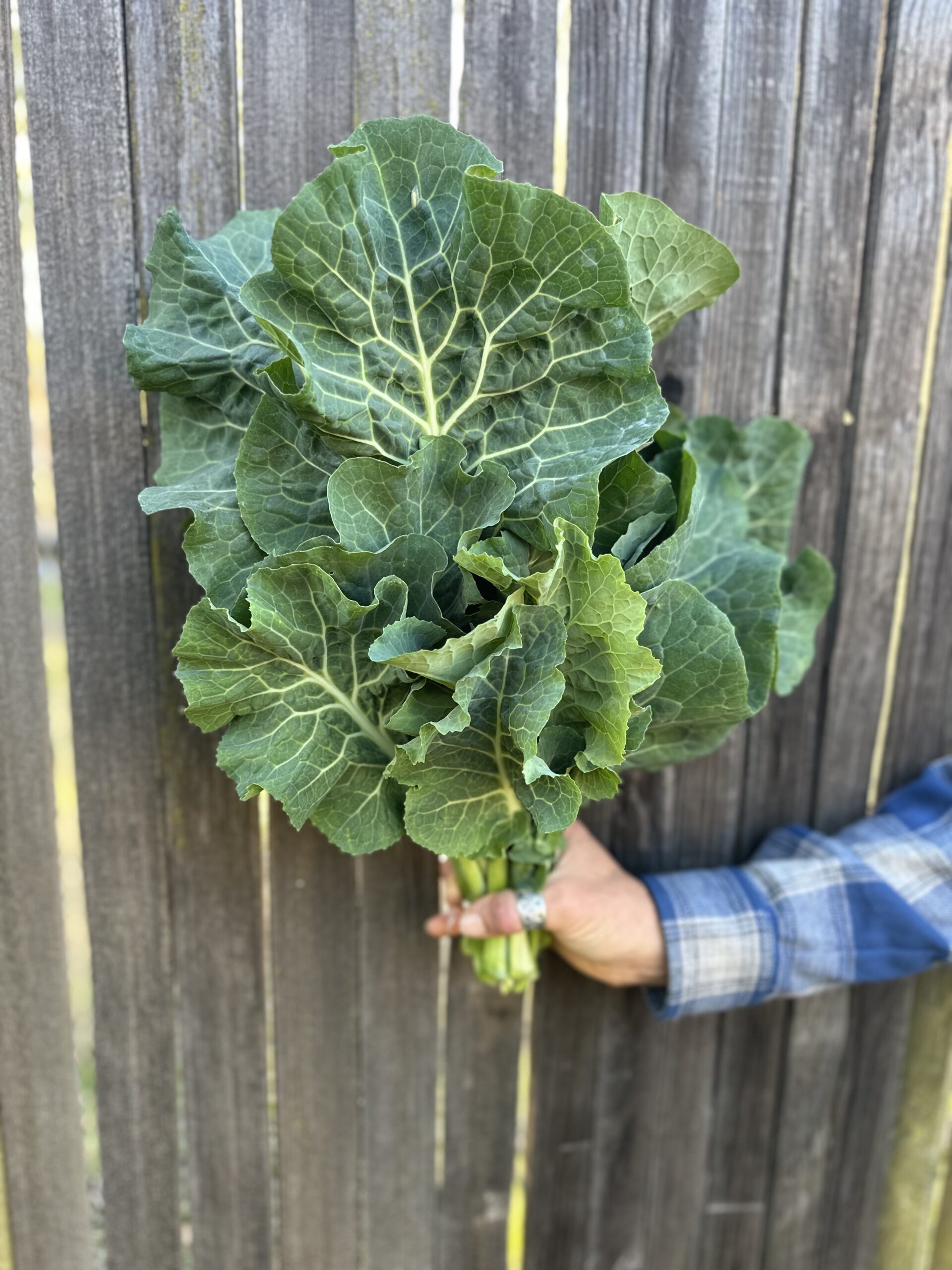 Bunch of Green Queen Tree Collard Greens