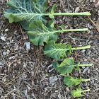 Green Queen Tree Collard Leaves