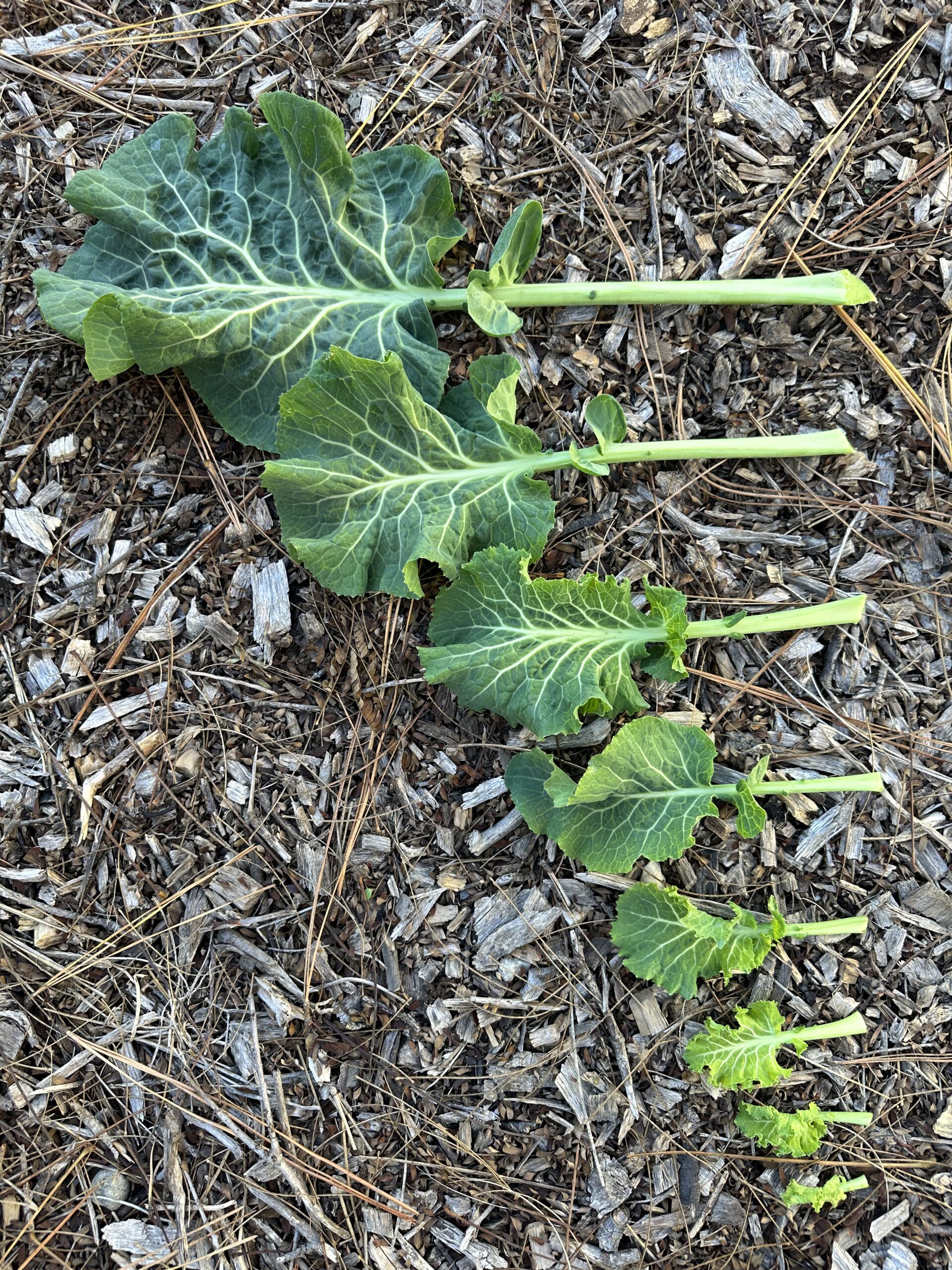 Green Queen Tree Collard Leaves