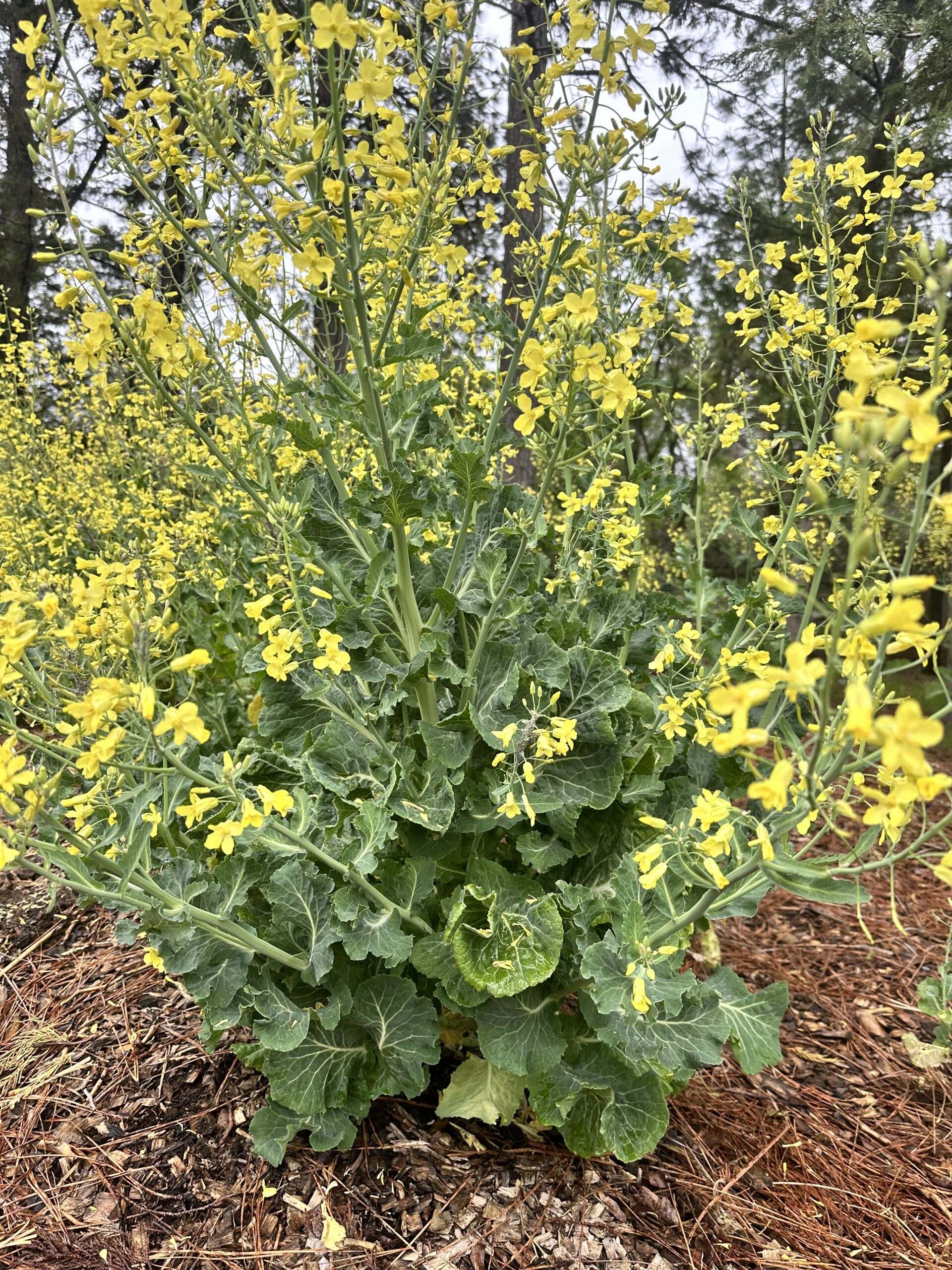 Green Queen Tree Collard Plant in Bloom