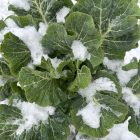 Green Queen Tree Collard in Snow