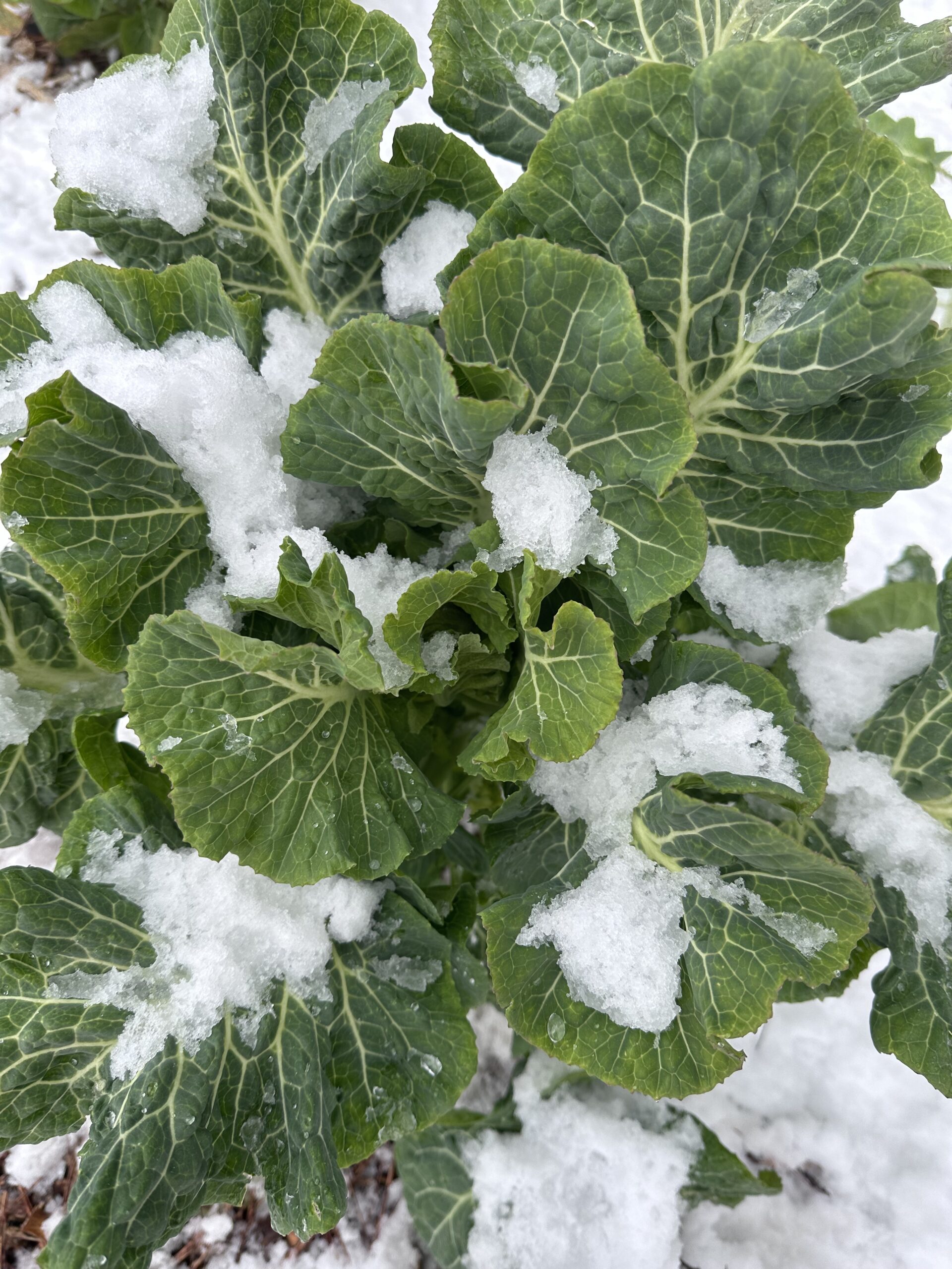 Green Queen Tree Collard in Snow