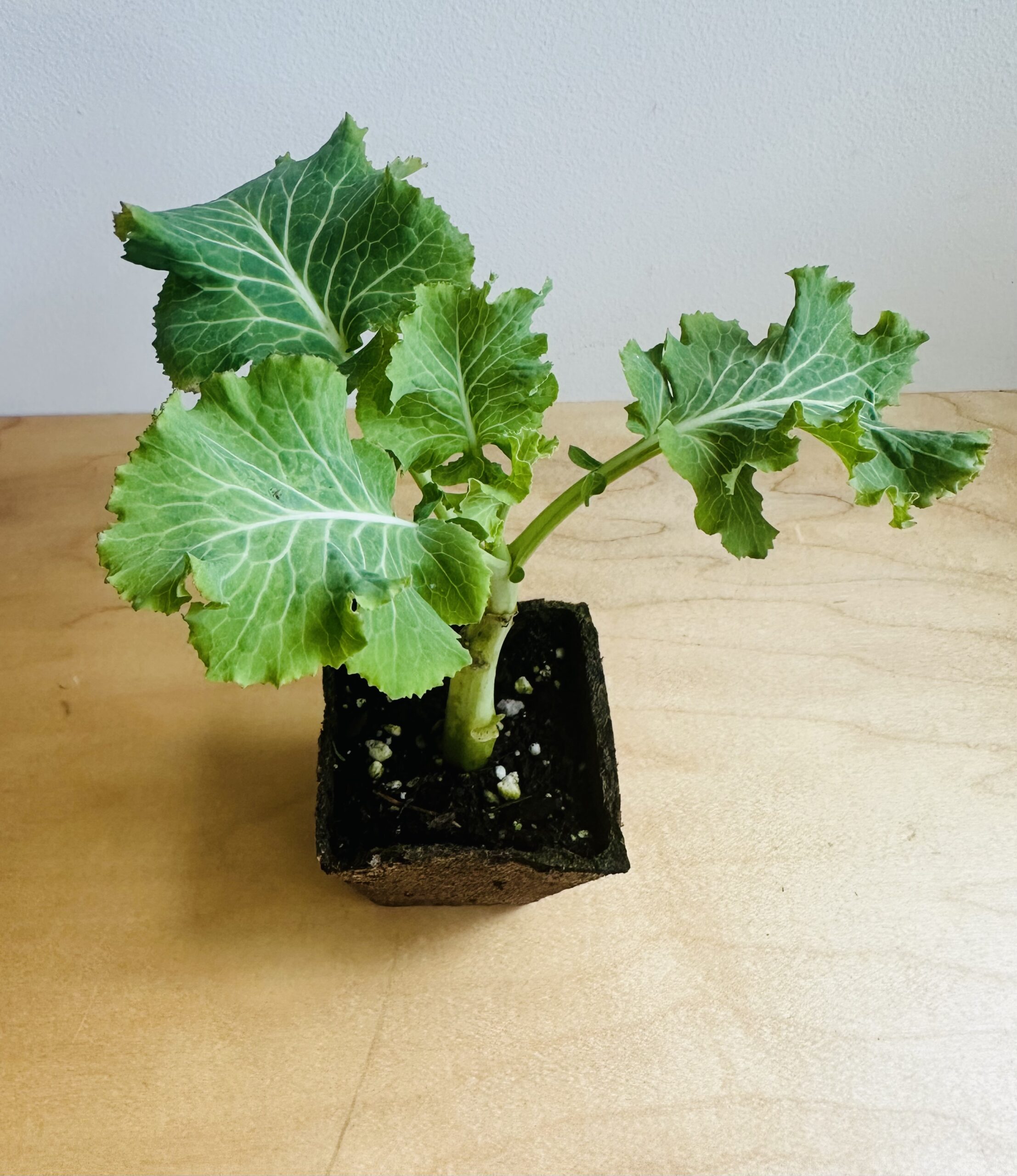 Overhead view of Green Queen Tree Collard Plant