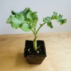 One Rooted Green Queen Plant