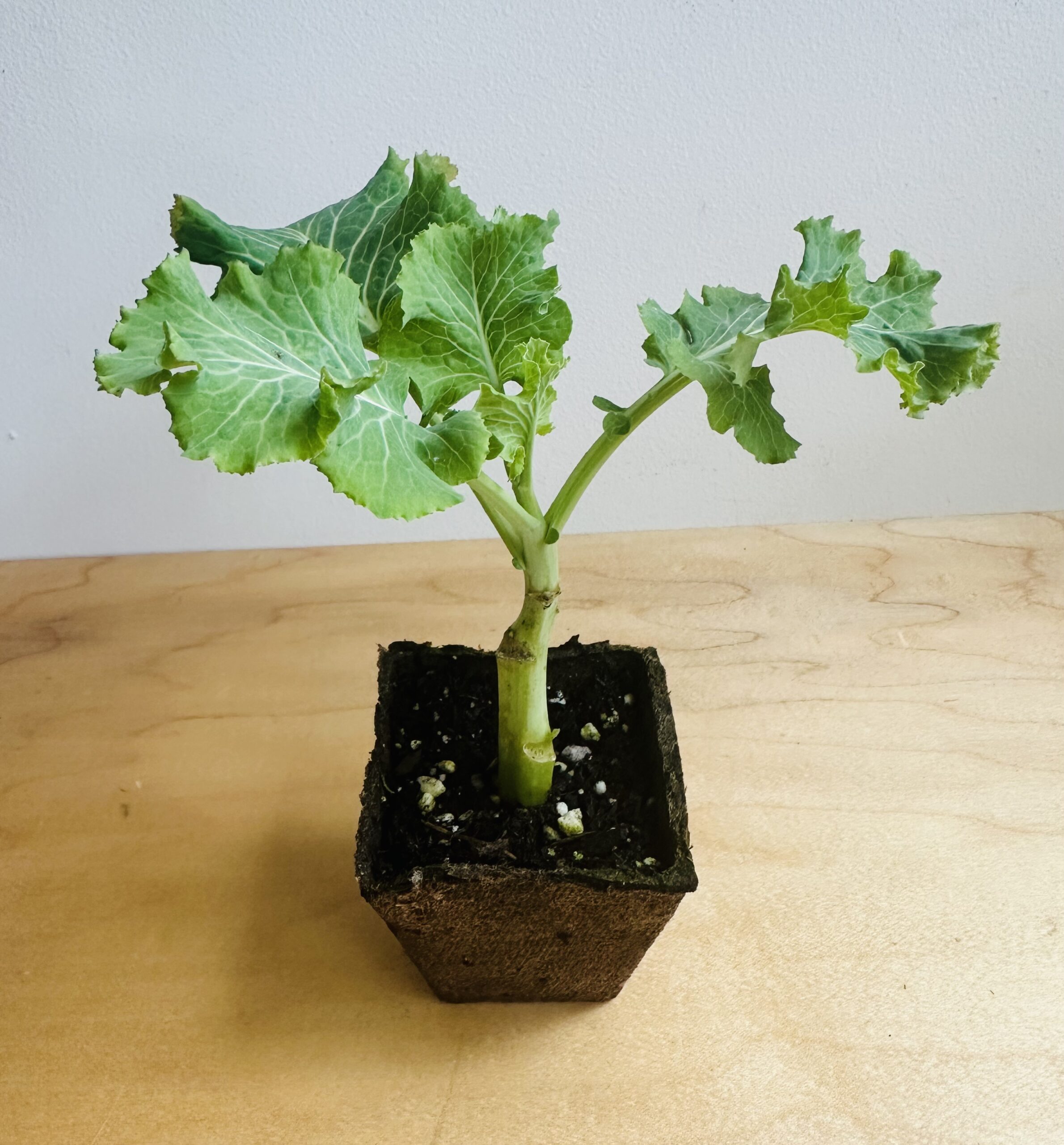 One Rooted Green Queen Plant