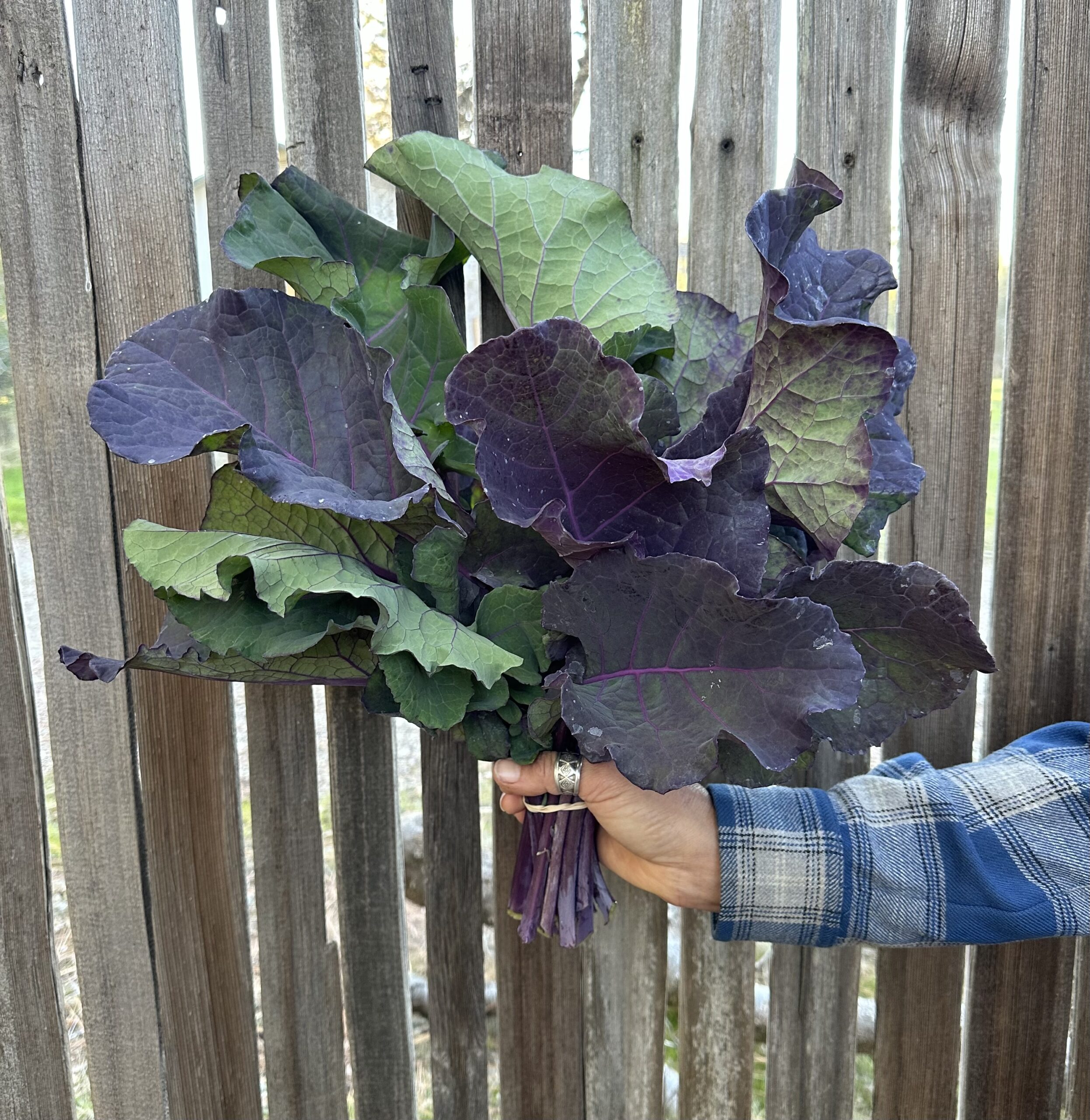 Harvested Purple Tree Collard Leaves