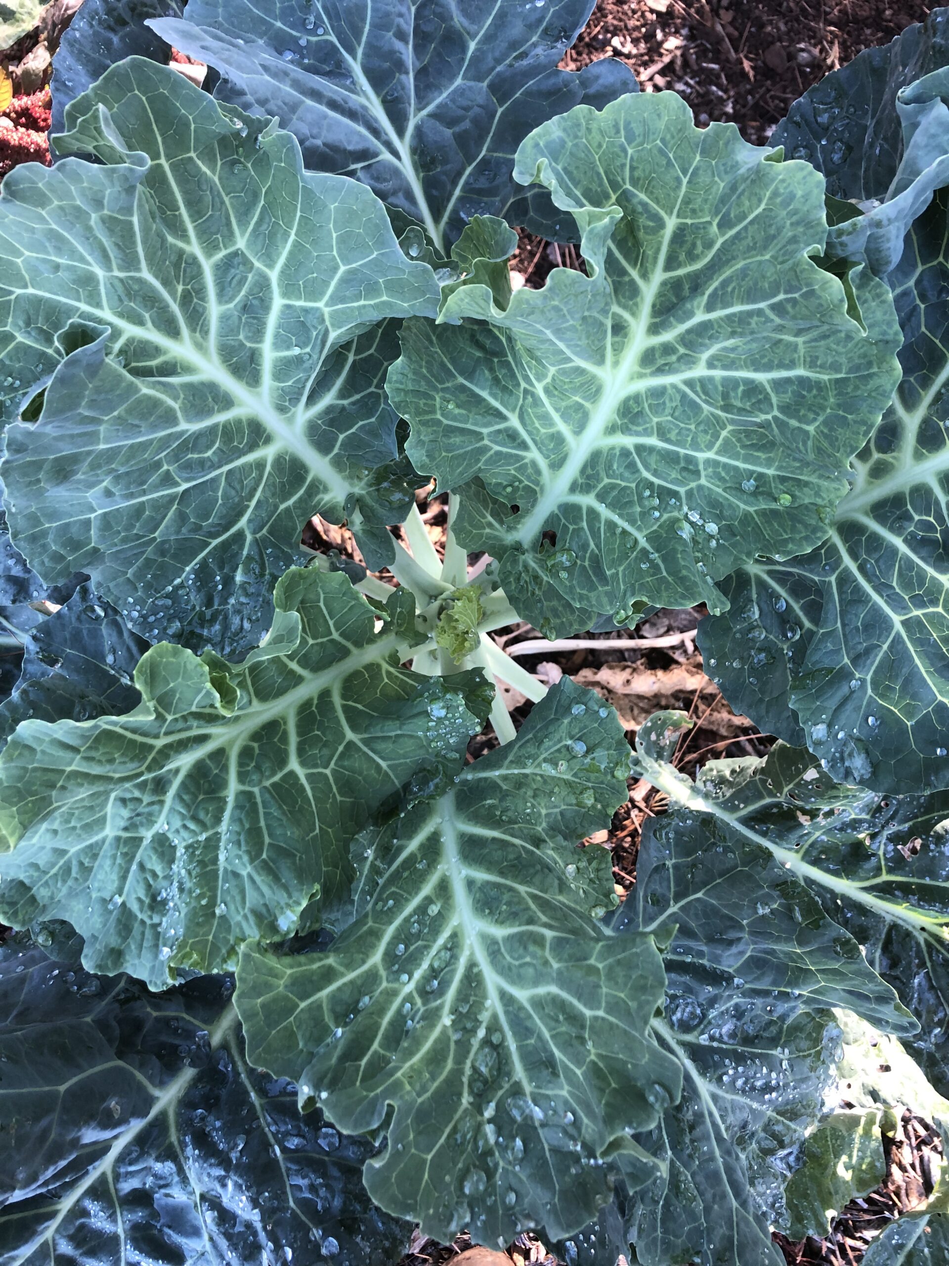Leaves on Green Queen Tree Collard