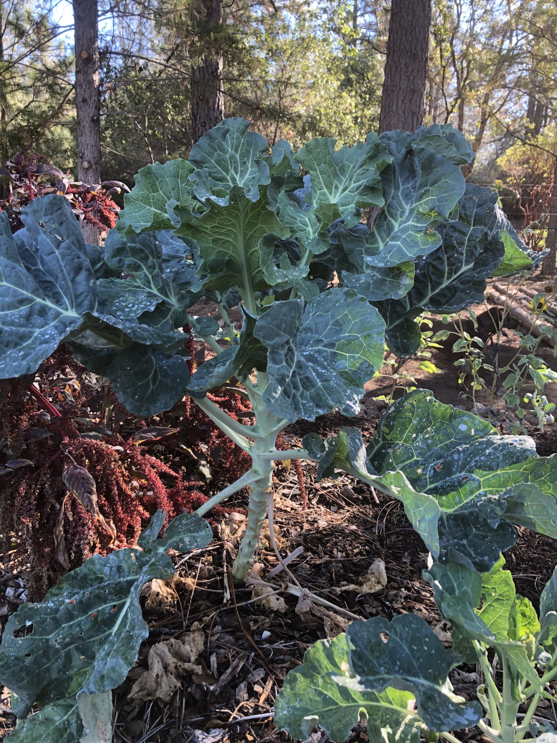 Young Green Queen Tree Collard Plant