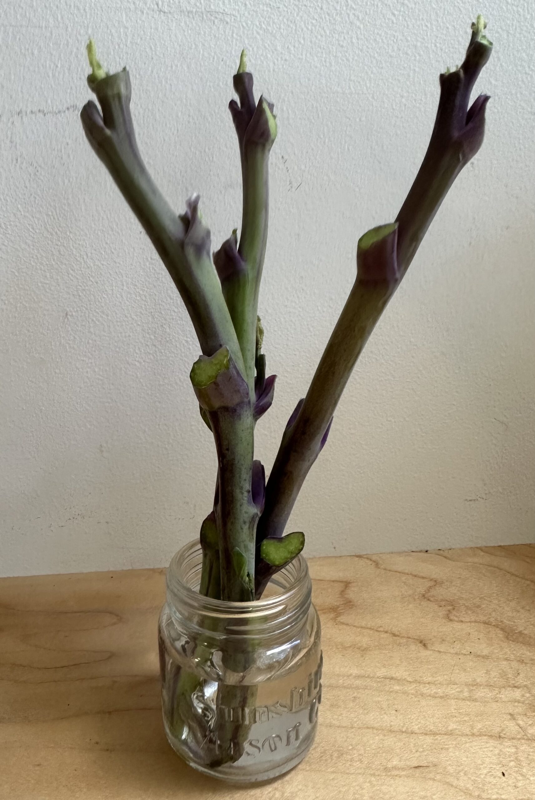 3 Taunton Deane cuttings