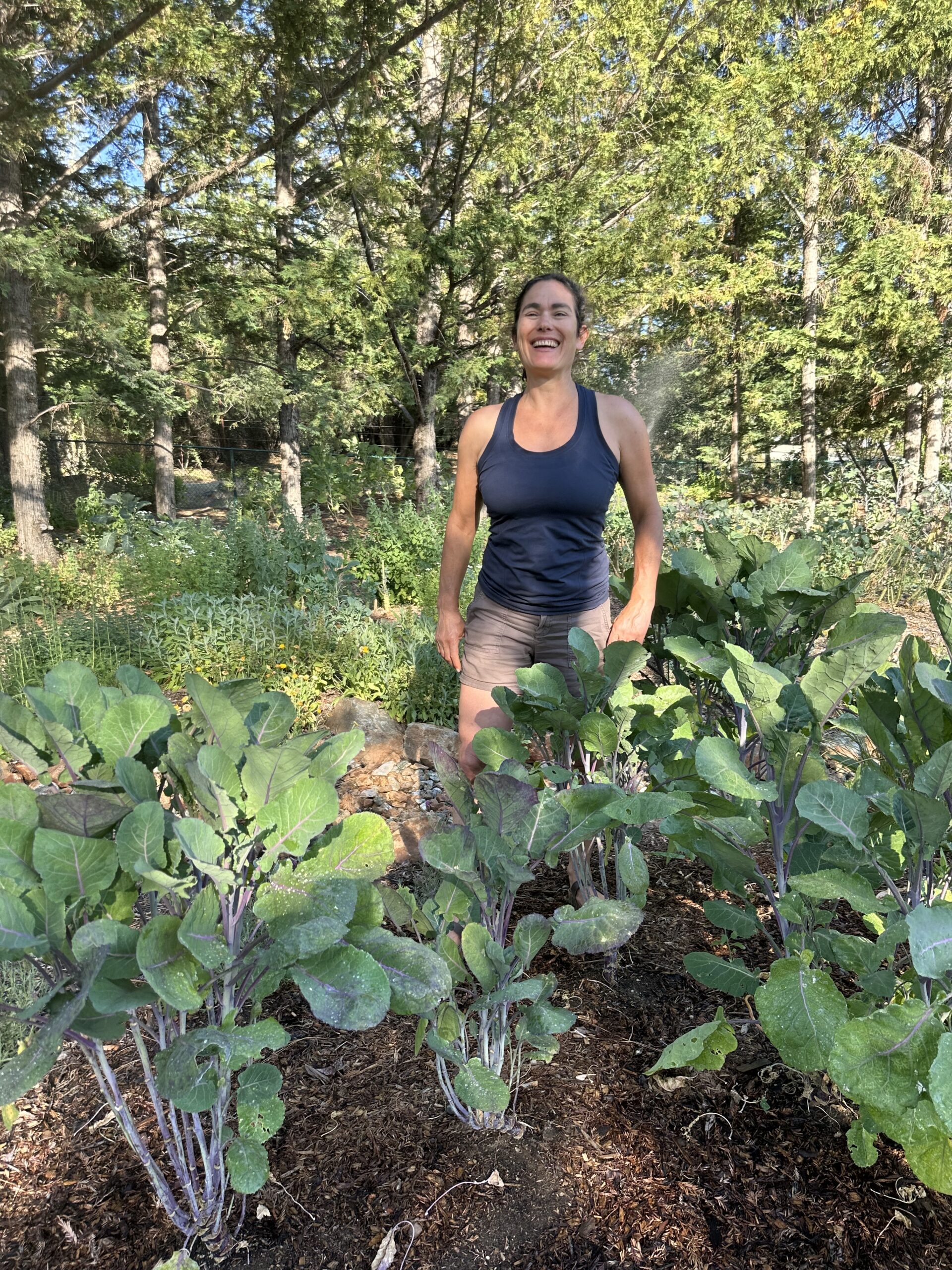 Violet Queen Tree Collard plants in the garden