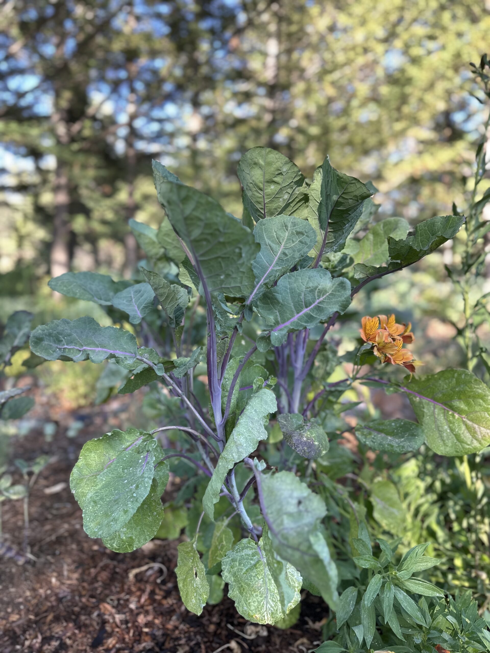 Violet Queen Tree Collard Plant in the garden