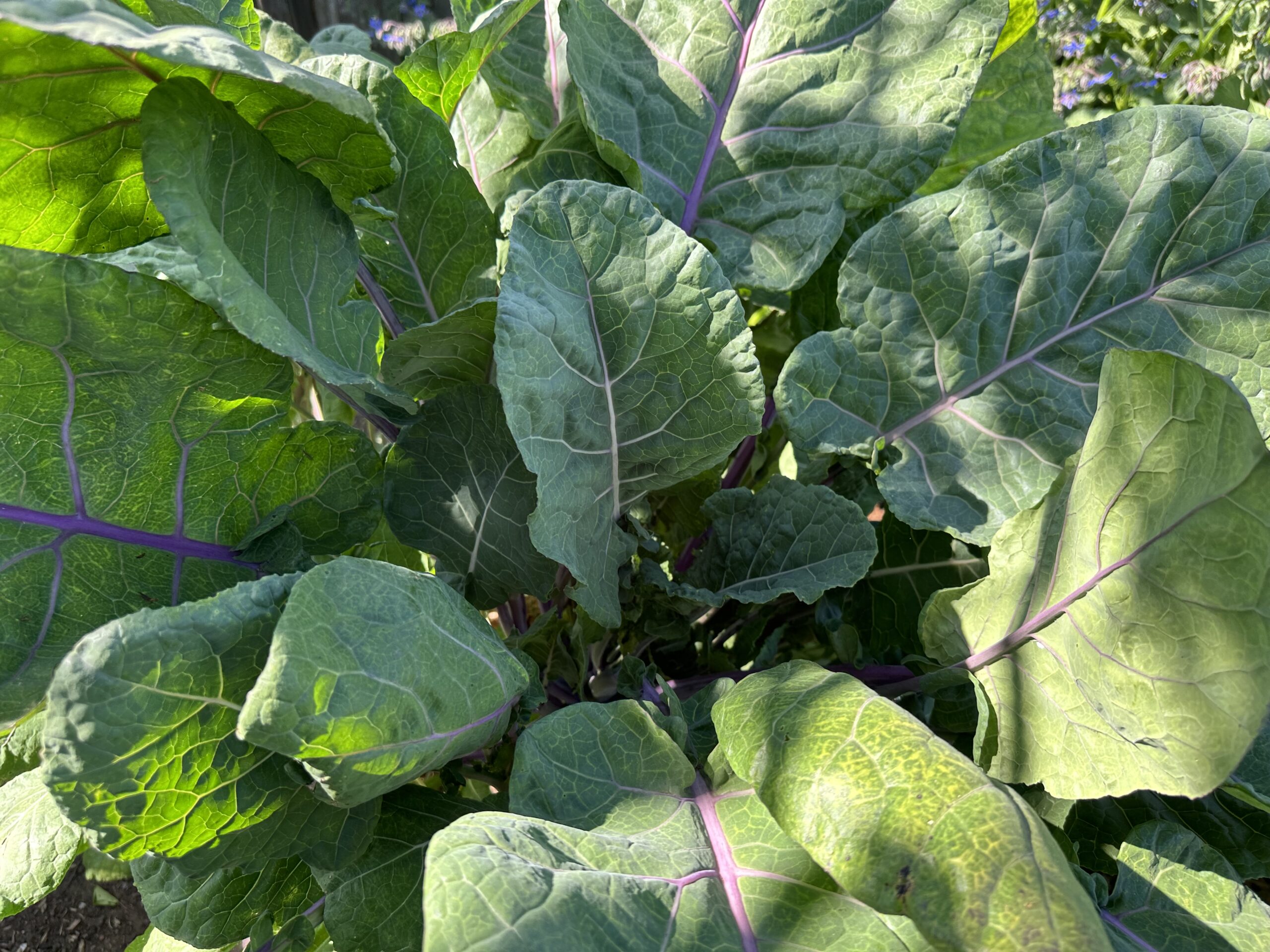 Violet Queen Tree Collard Plant In the Garden Close Up