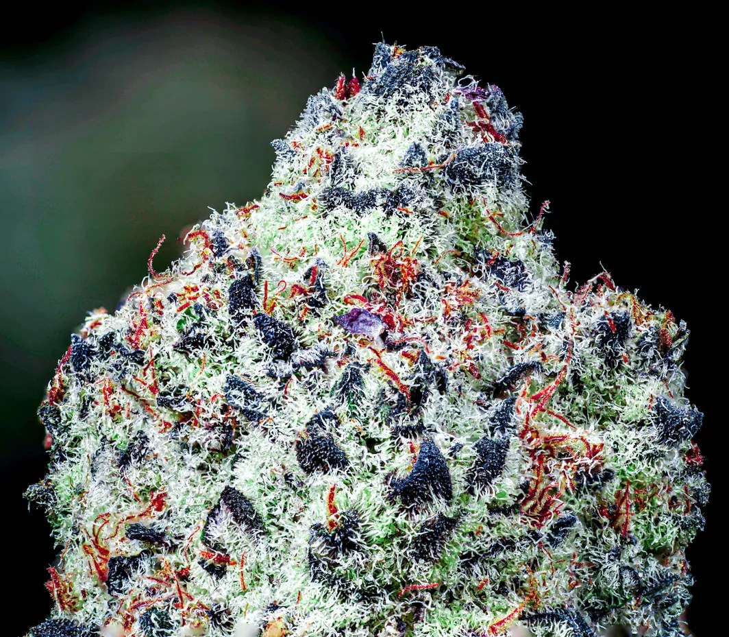 Candyman Strain