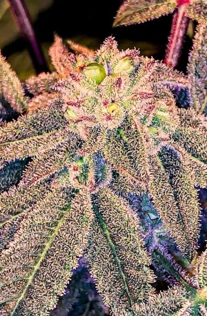 Grape Gasoline