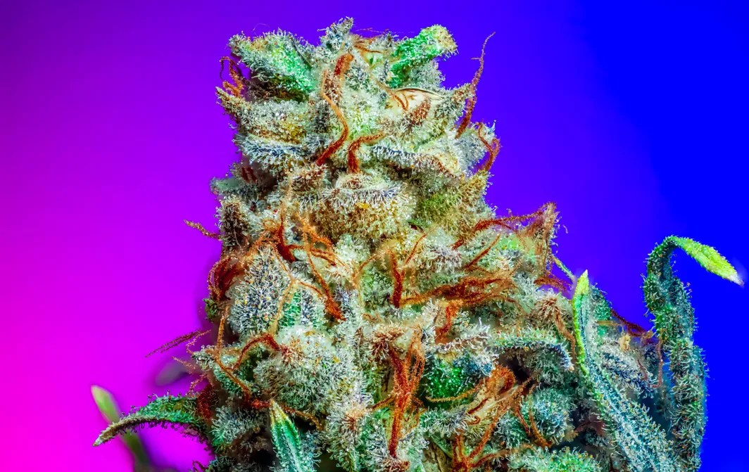 Monster Runtz Strain