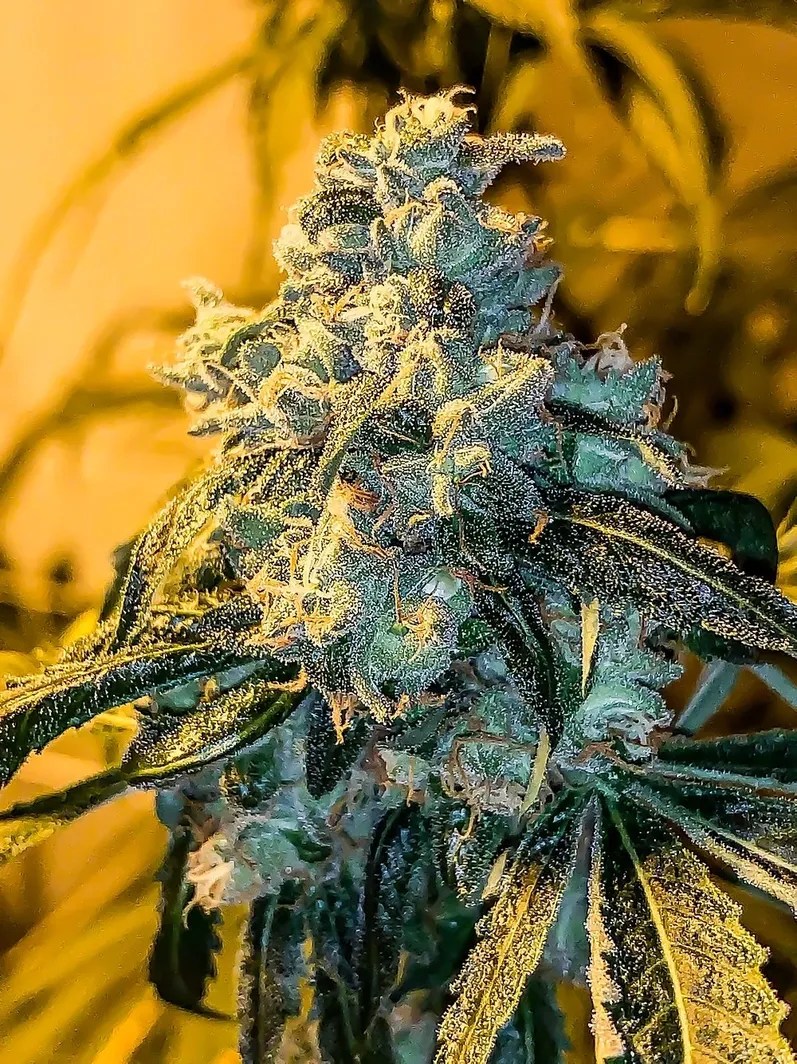 Road Kill Skunk S1