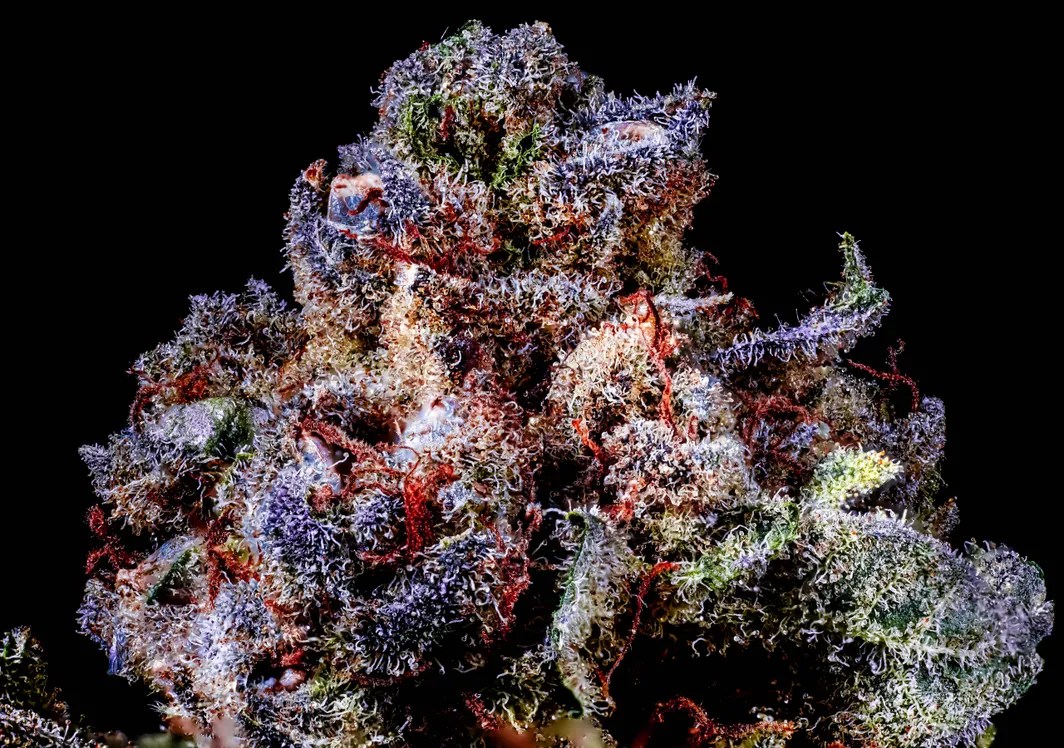Rainbow Sherbert 11 (RS-11)