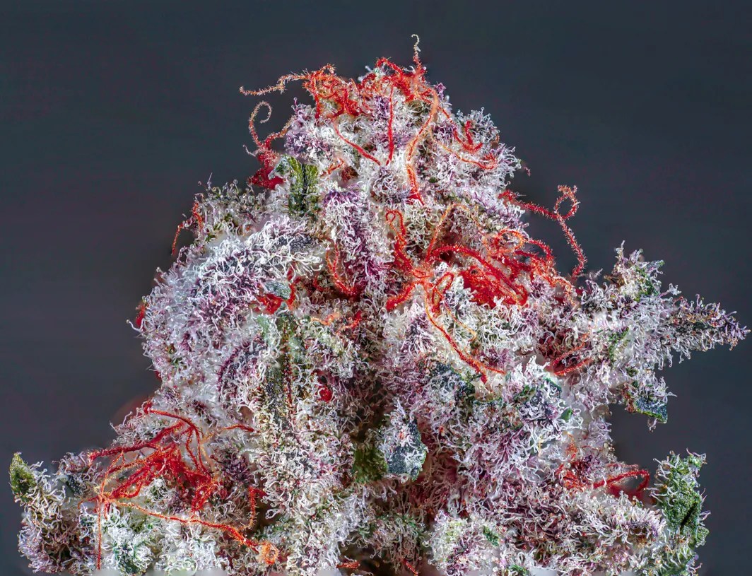Sugar Baby Strain