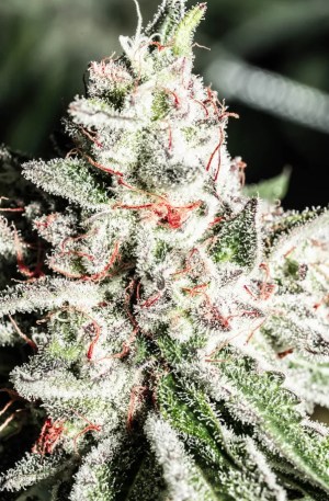 White Trufflez Strain