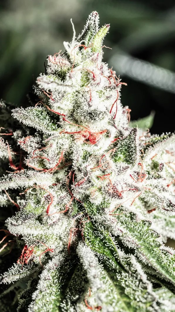 White Trufflez Strain