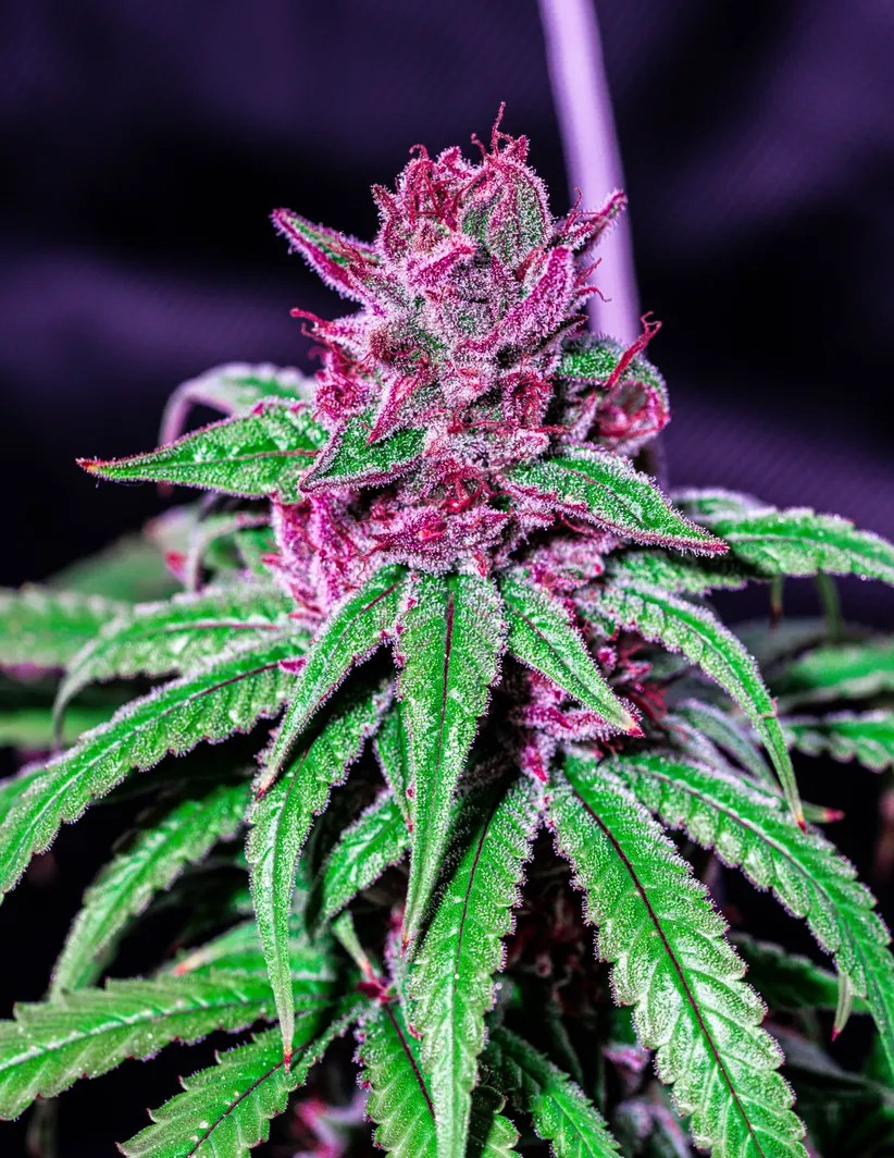 Pink Paradise Strain