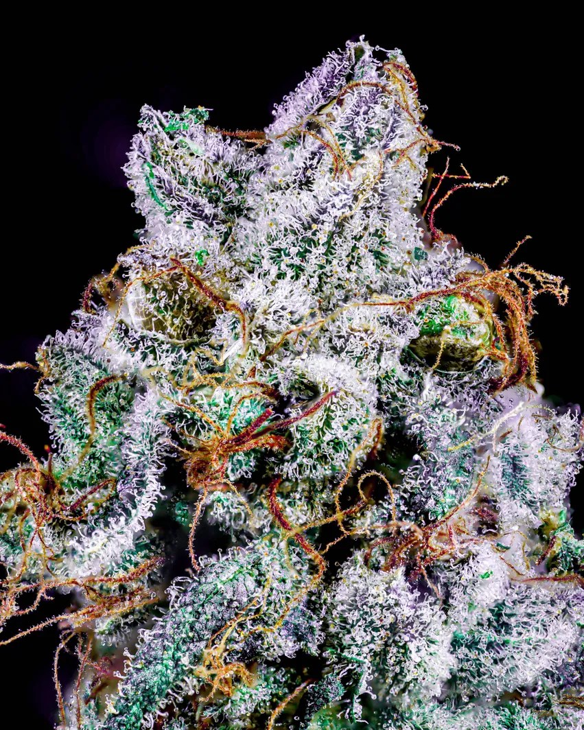 Wet Dream Strain