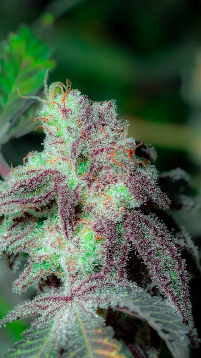End Game Strain