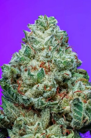 Grape Colada Strain