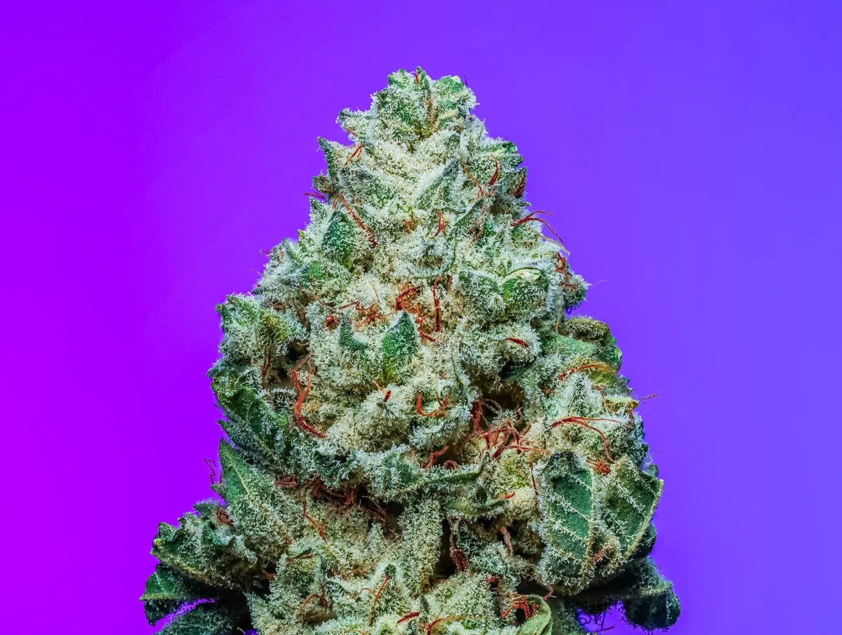 Grape Colada Strain