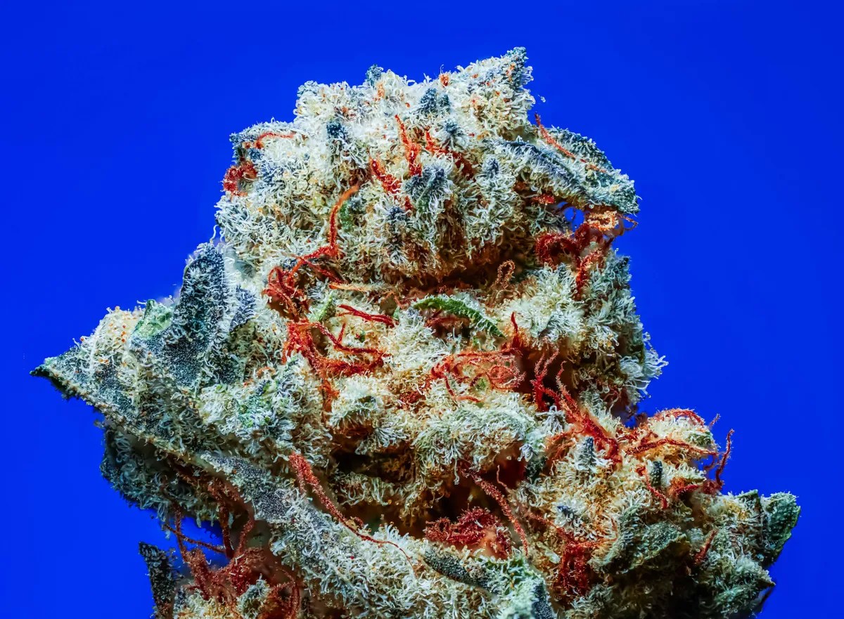 True Power Strain