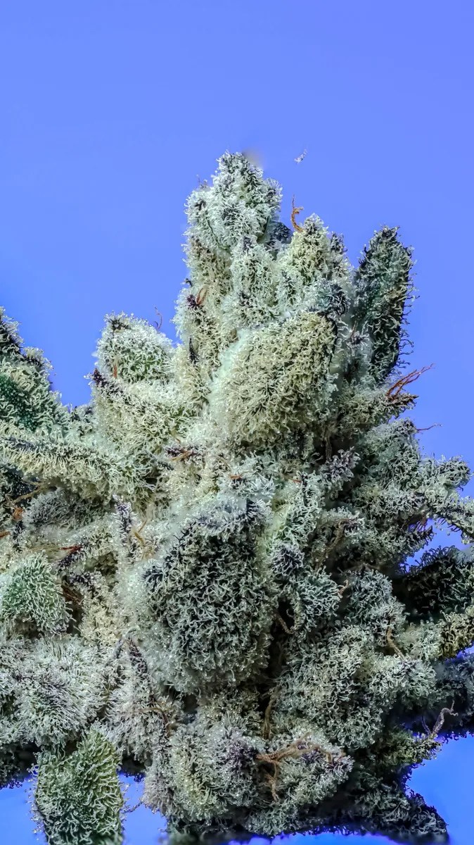 Snow Fall Strain