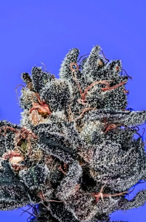 Bat Shit Strain