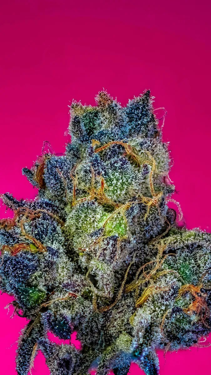 Cinnamon Rolls S1 Strain